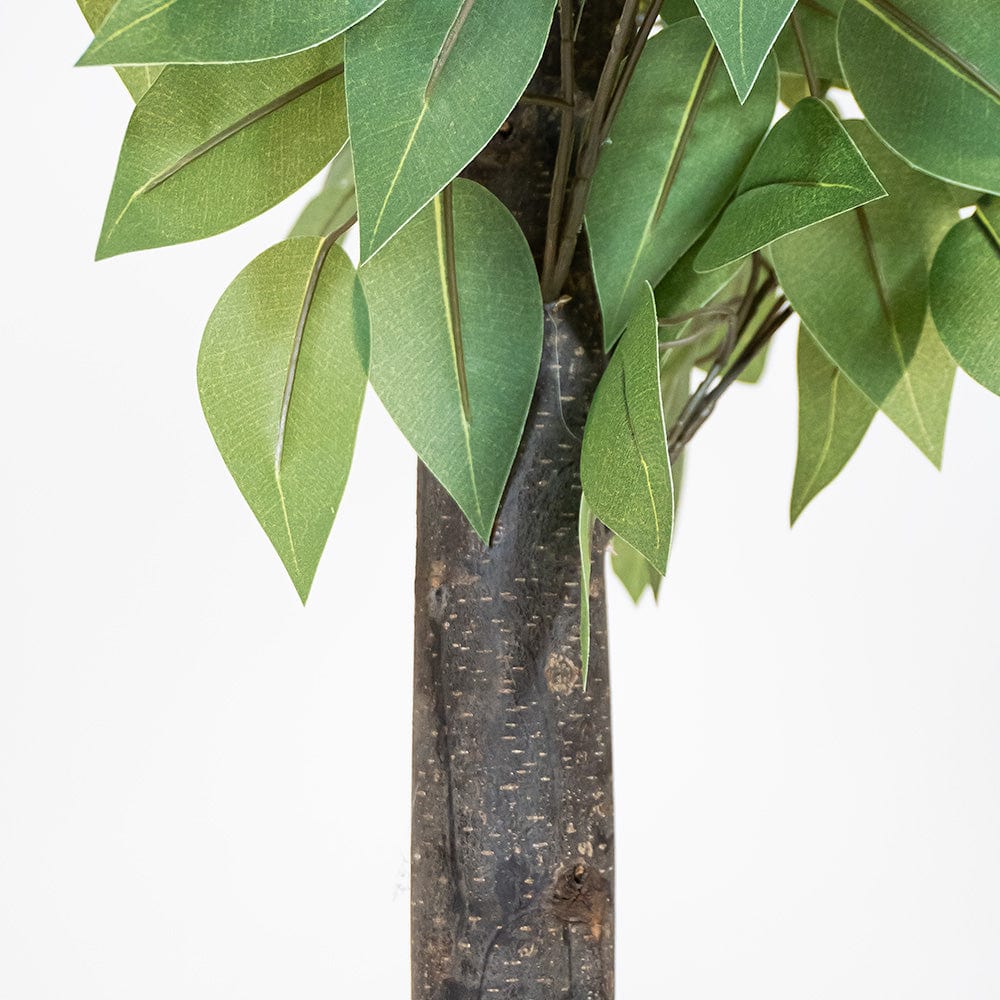 Ficus Exclusif