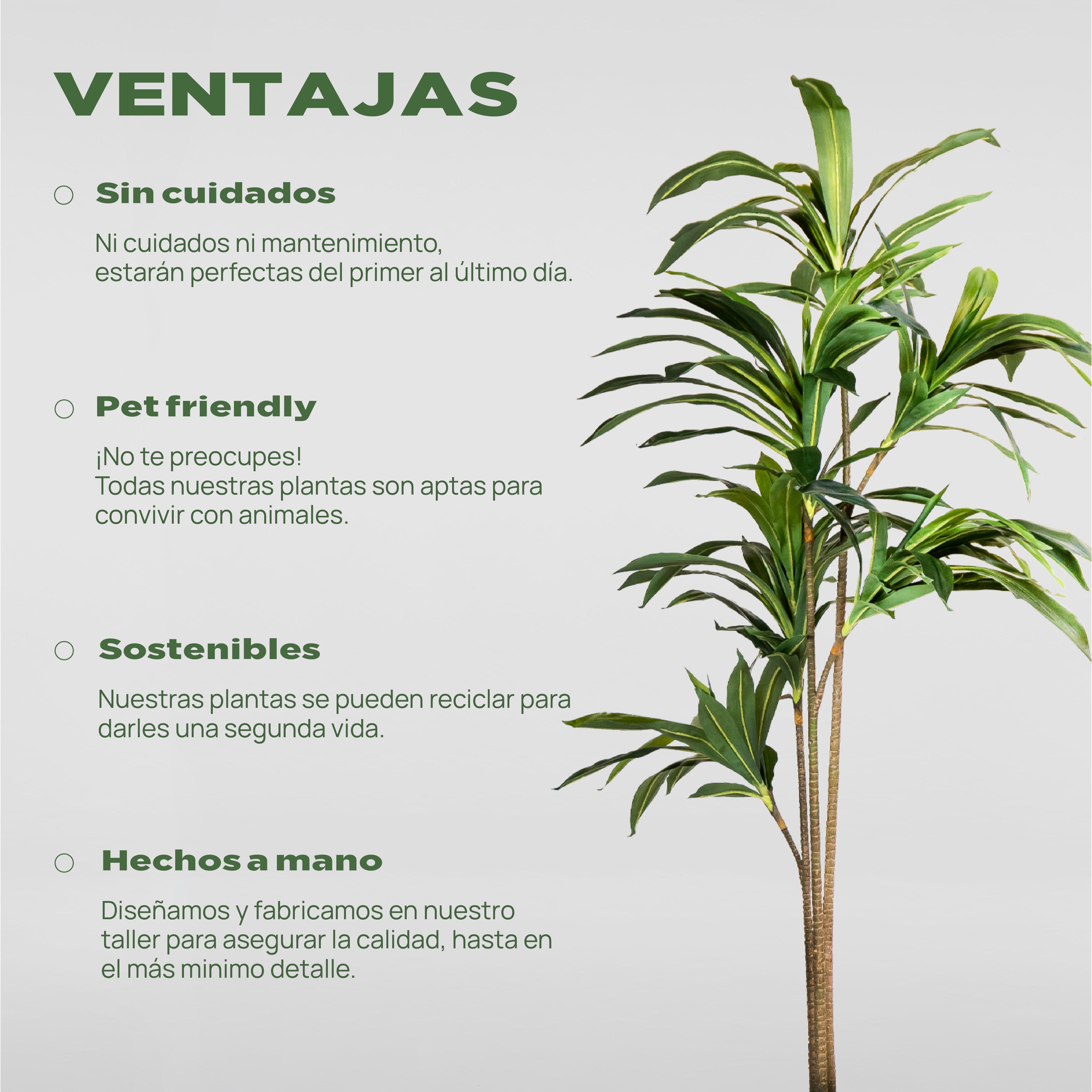 Dracaena Artificiale