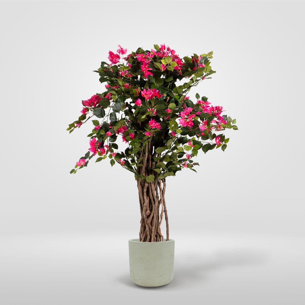 Bougainvillea Tree