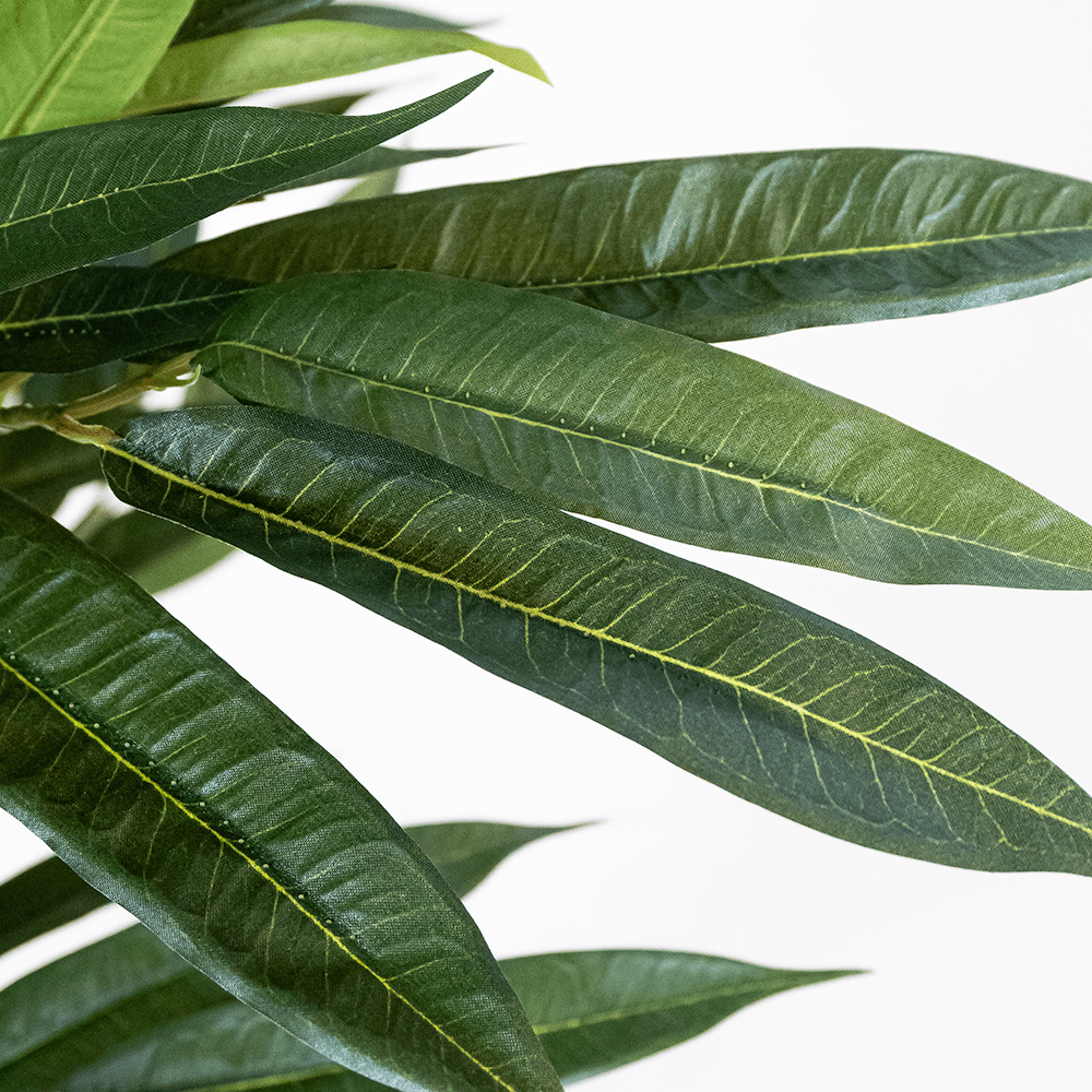 Árbol Mango Tropical