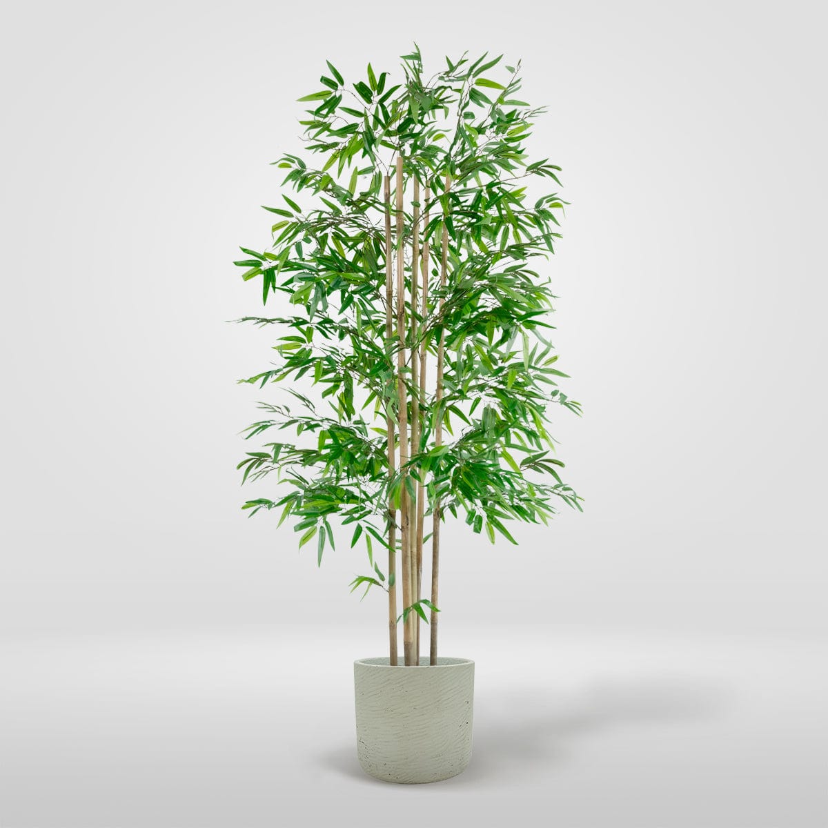 Bamboo Baum