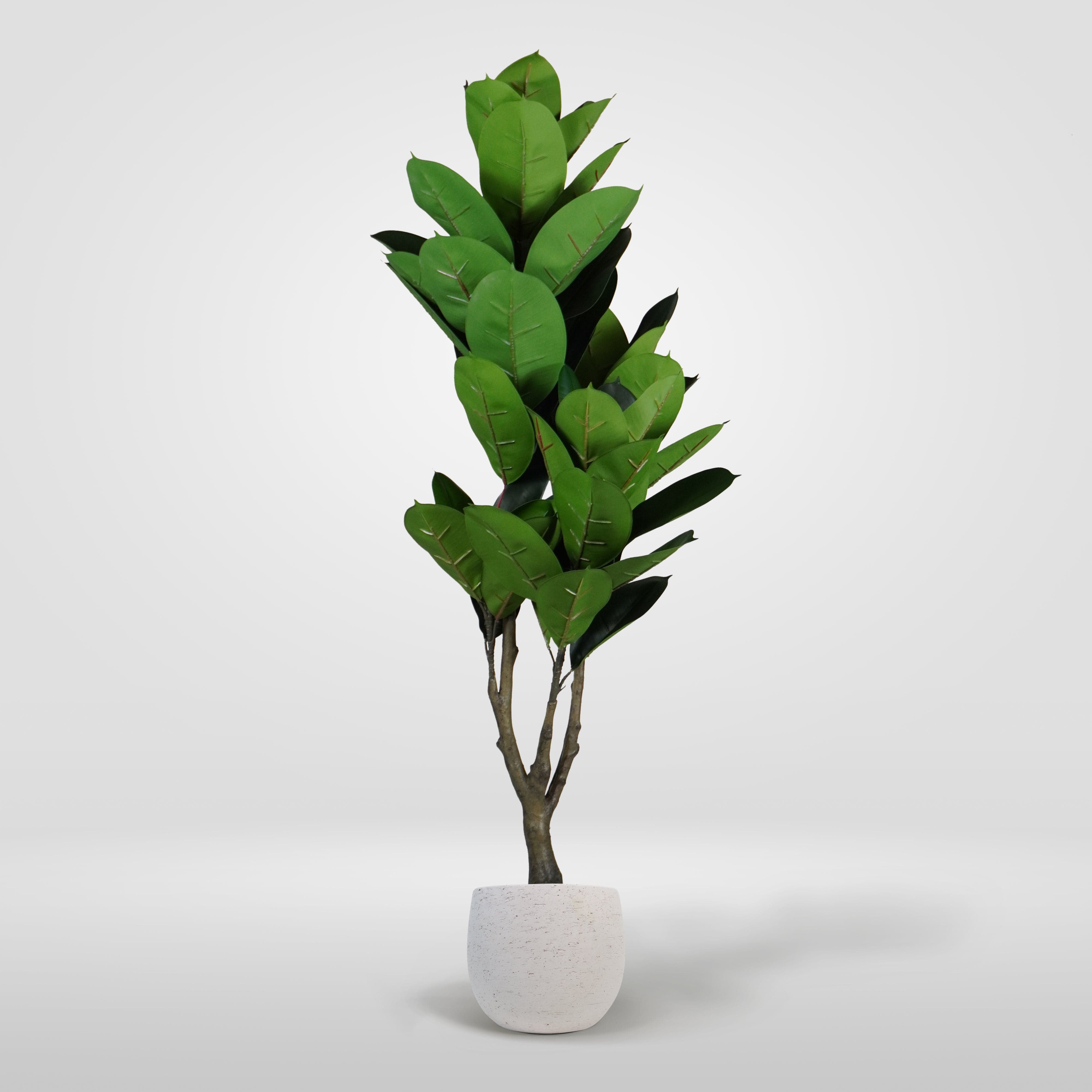 Ficus elasticus