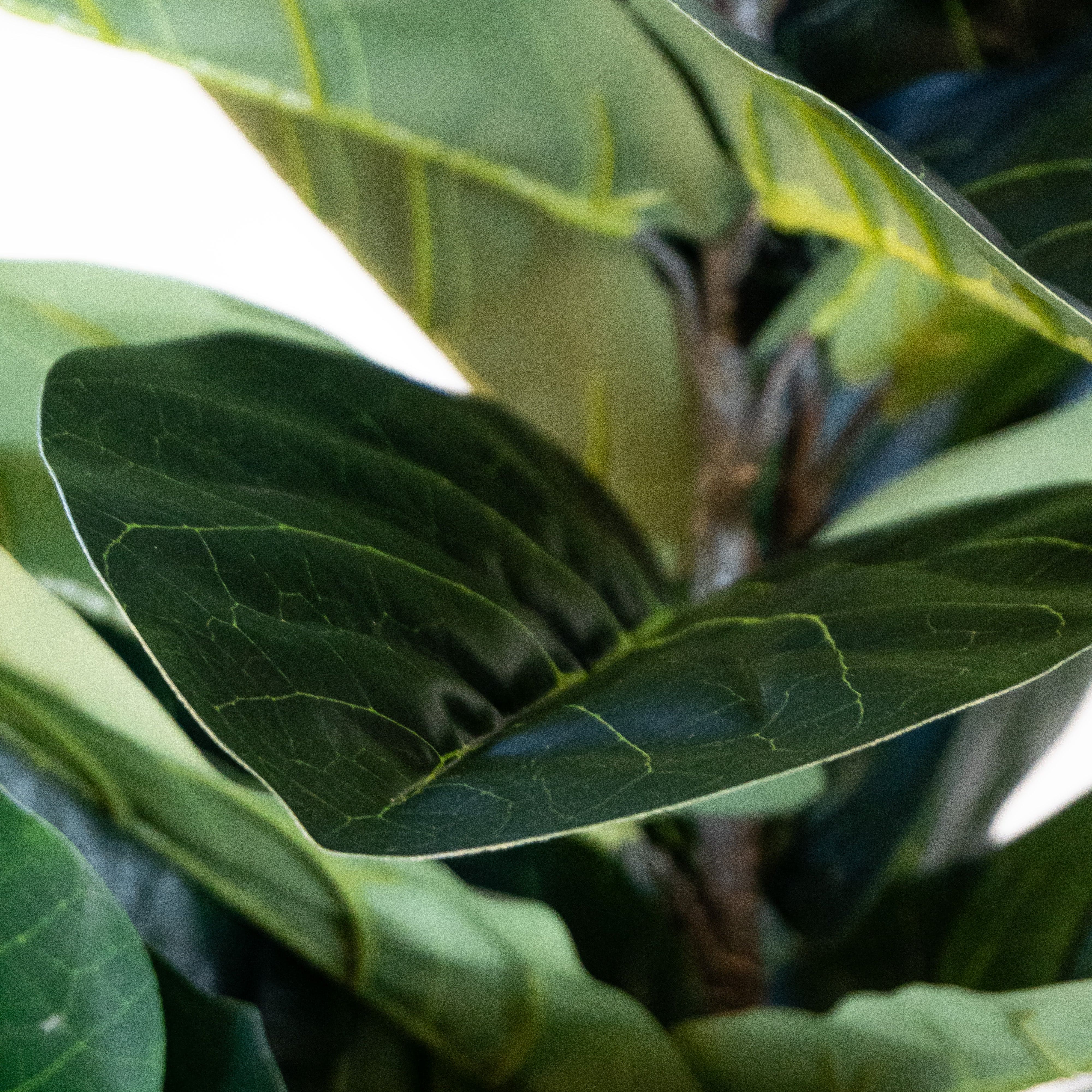 Ficus Lyrata Premium