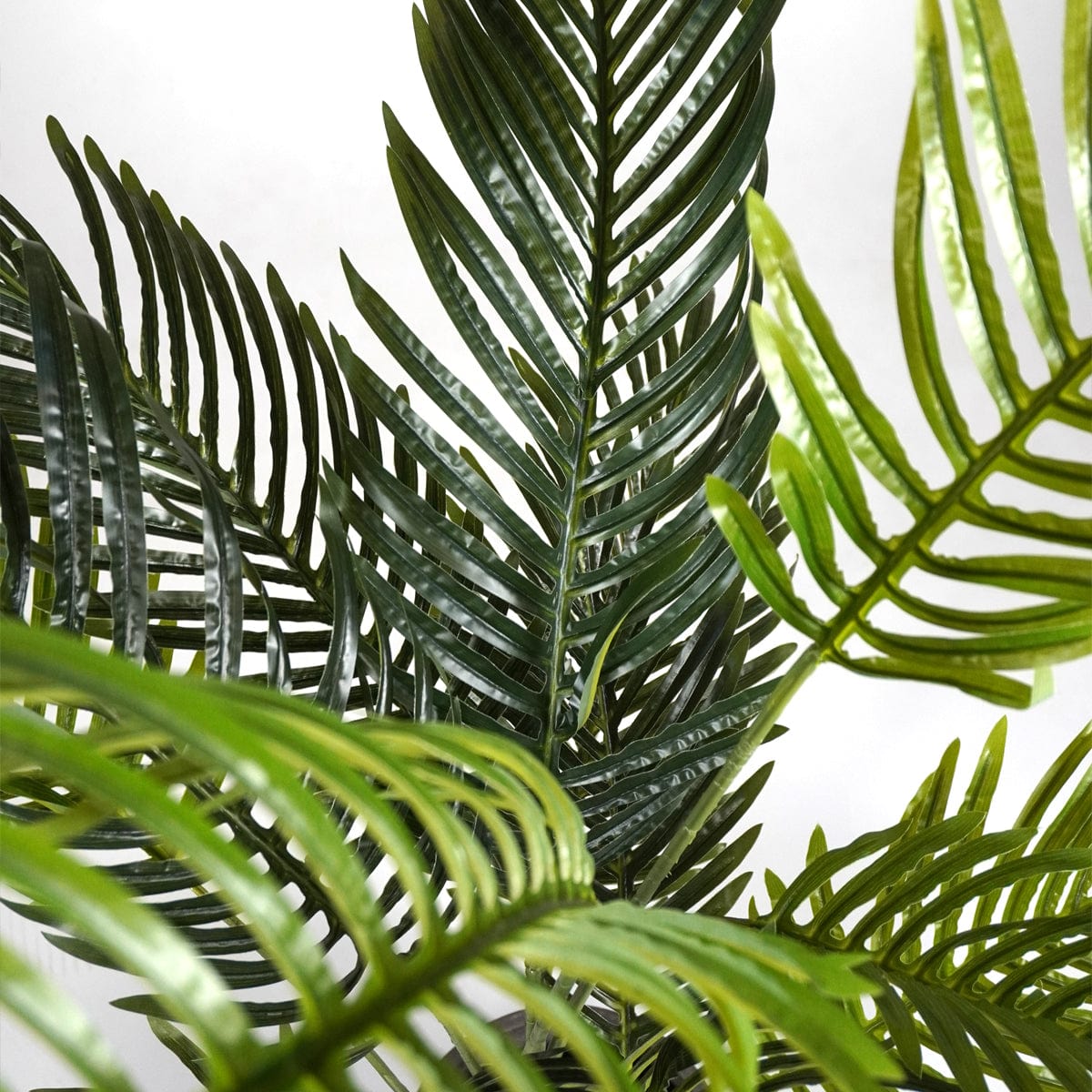 Areca Klein Palm tree XL