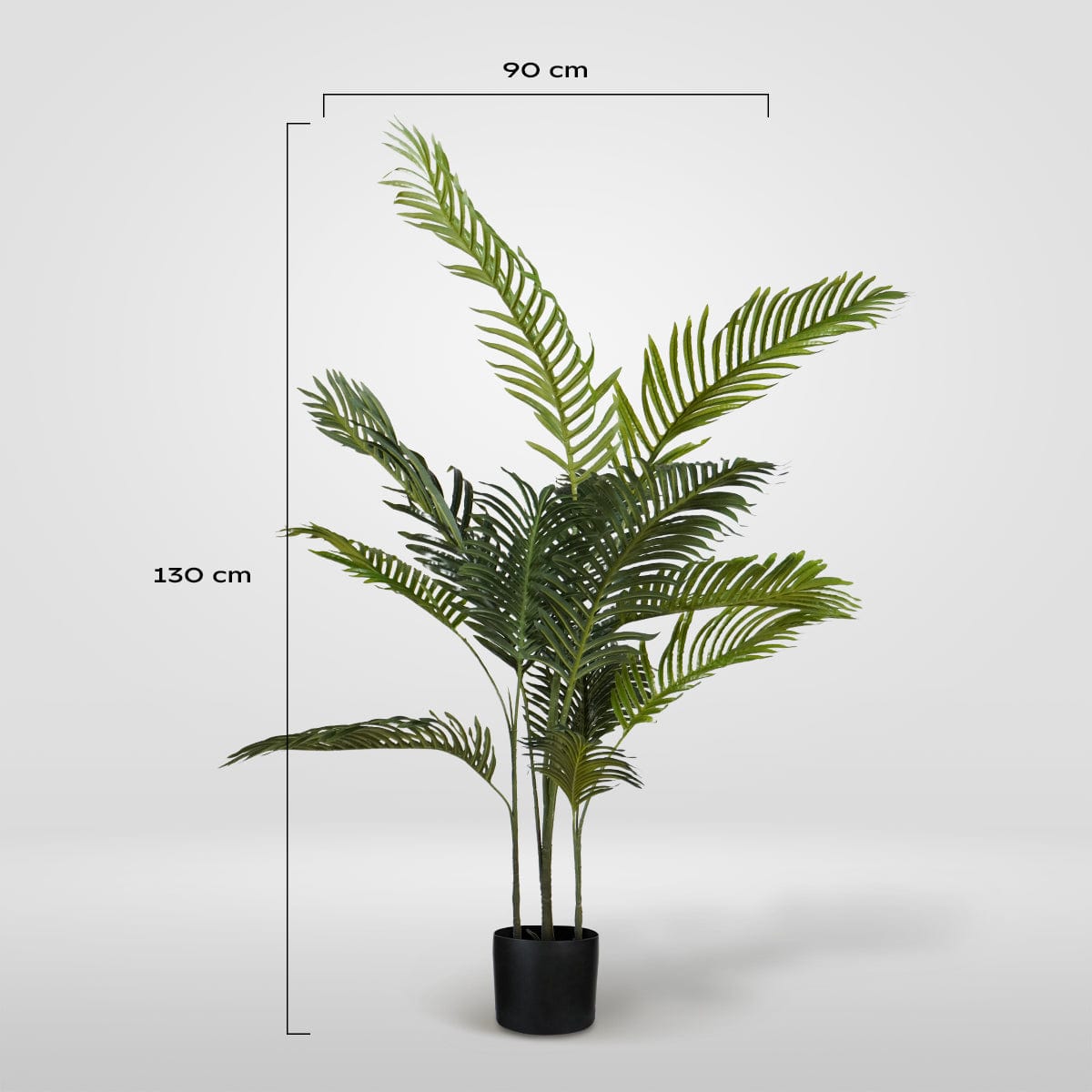 Areca Klein Palm tree XL