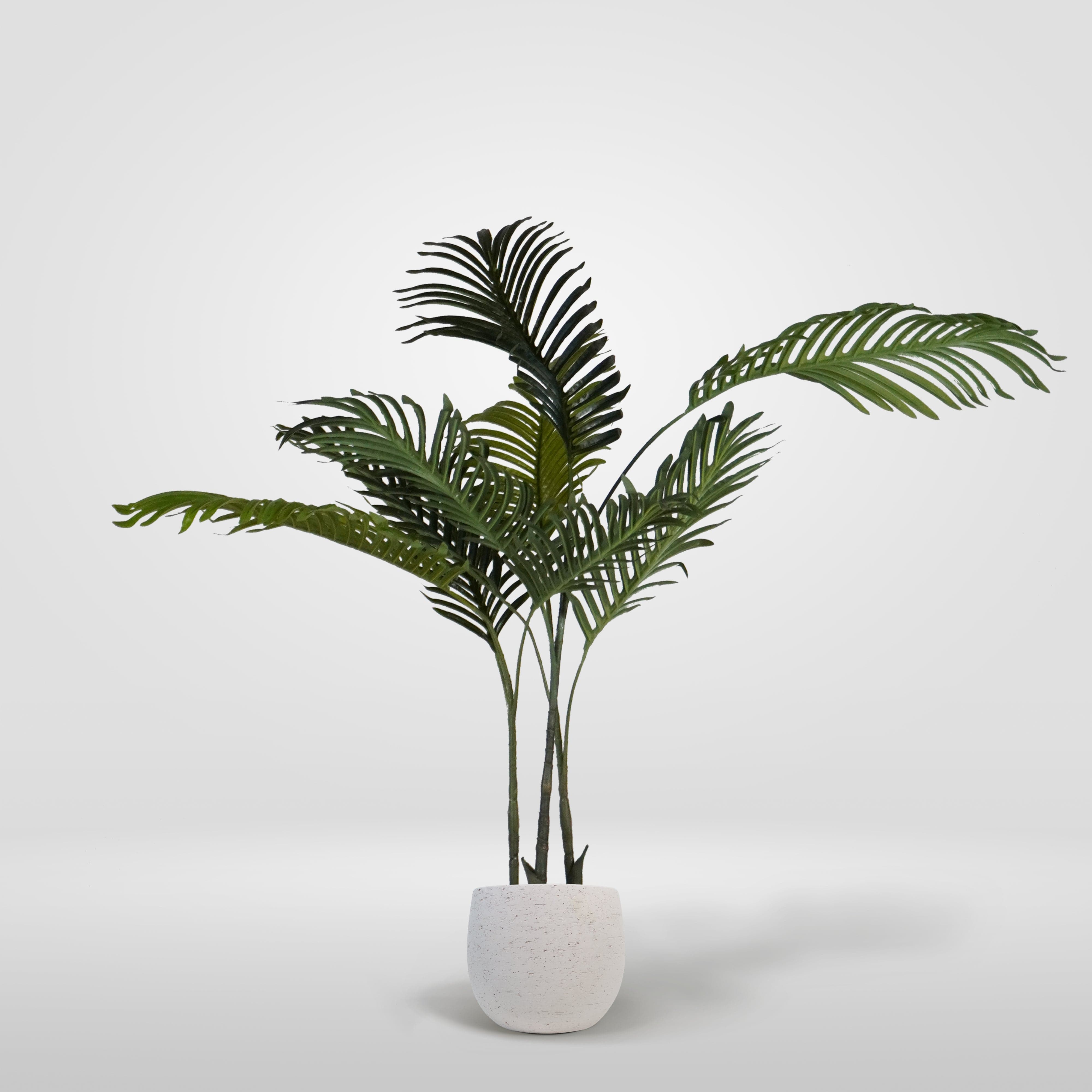 Klein Palm tree