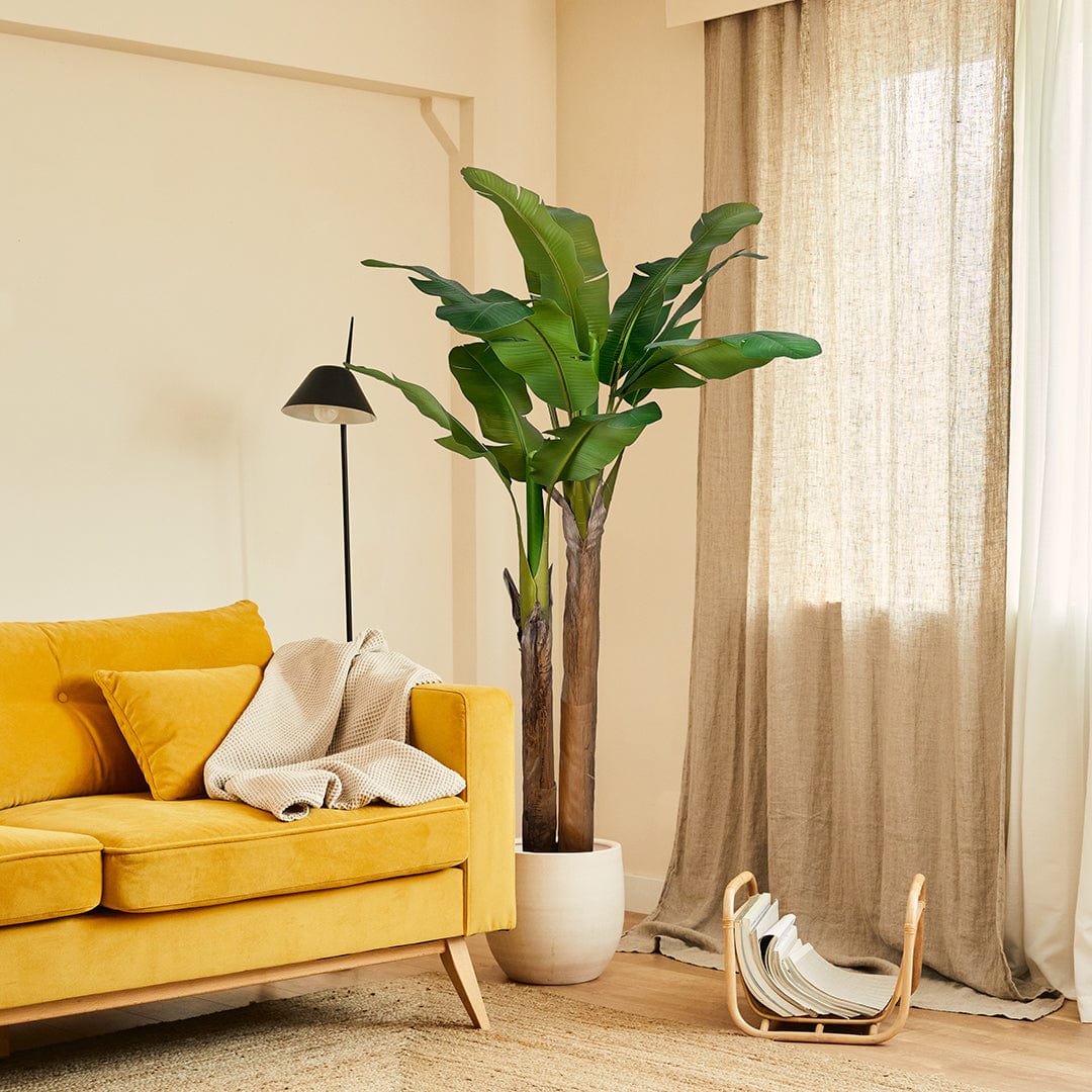 Banana tree