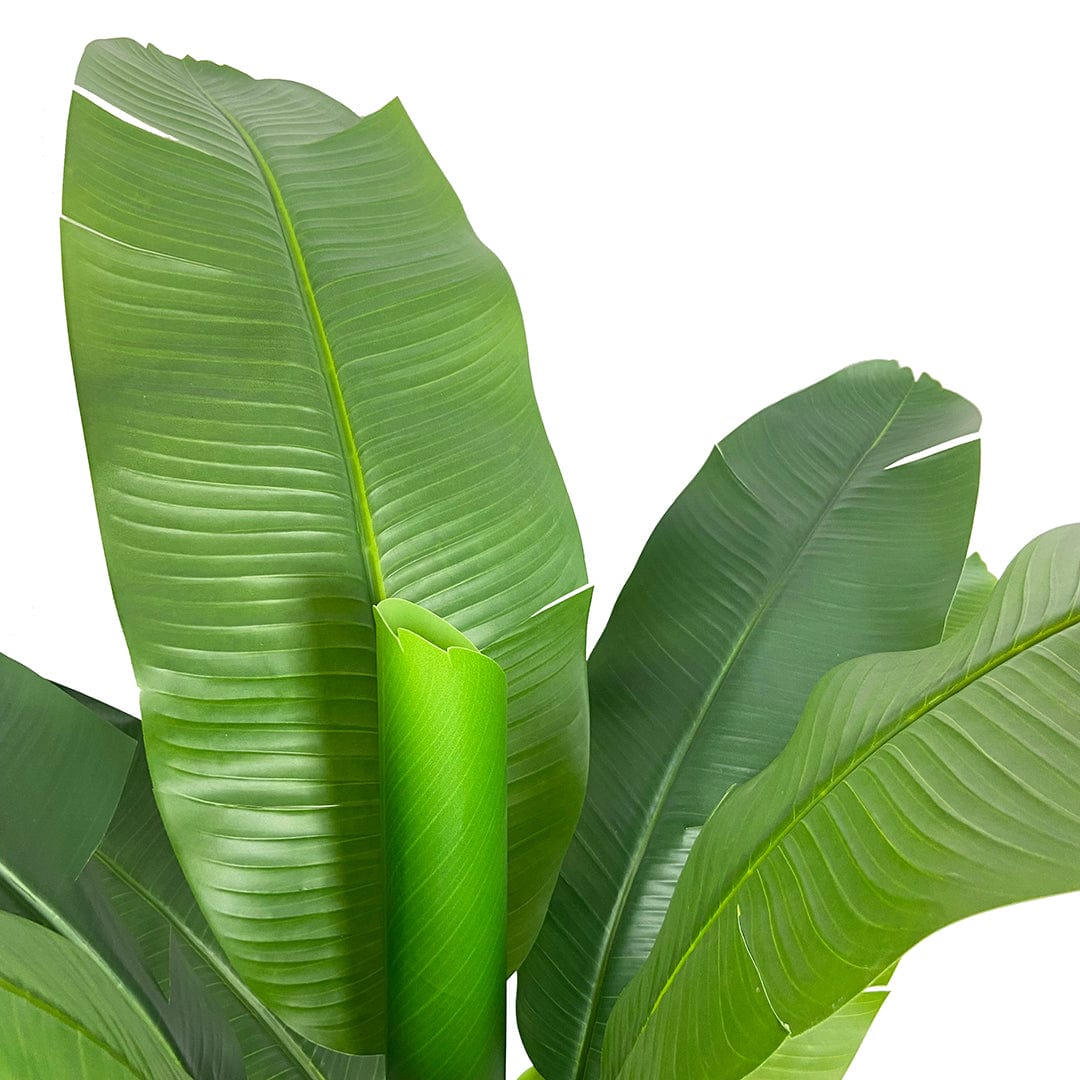 Banana tree