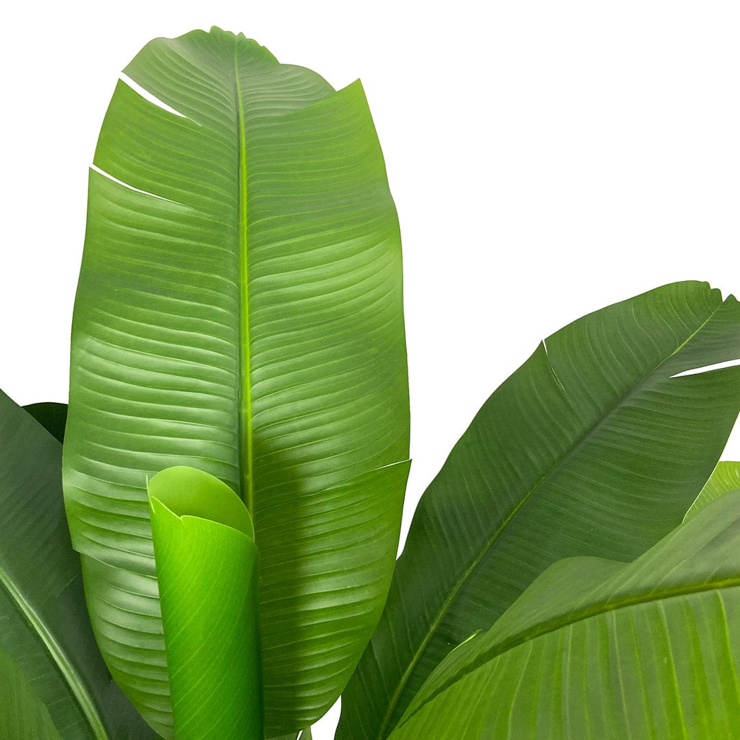 Banana tree