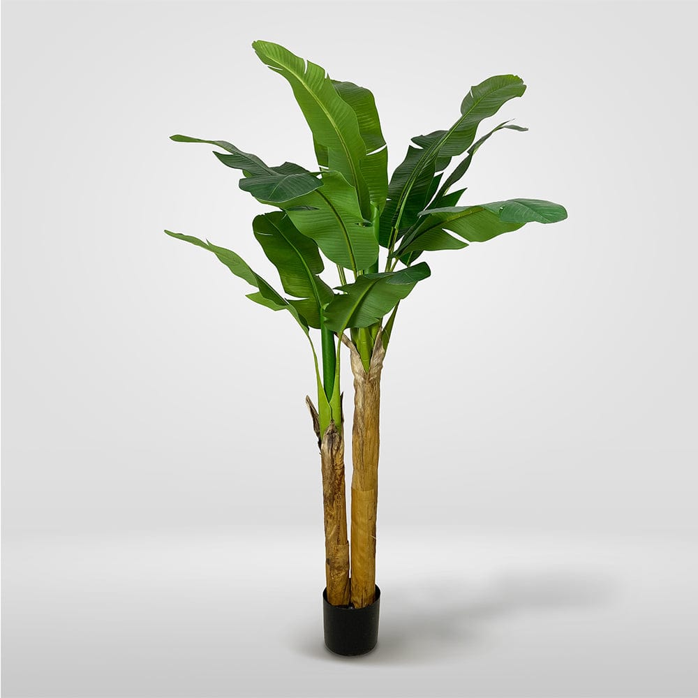 Banana tree