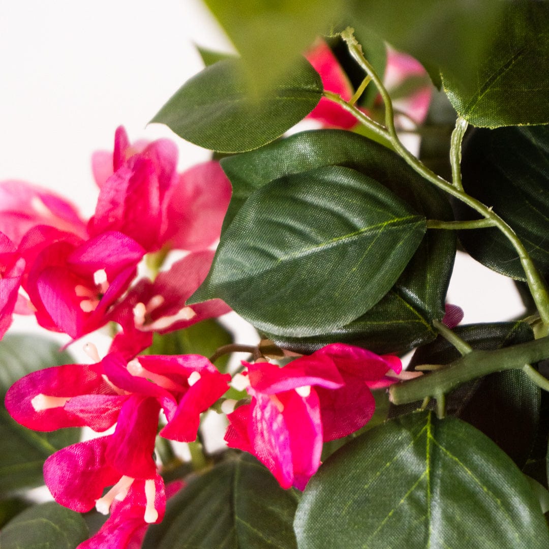 Bougainvillea Baum