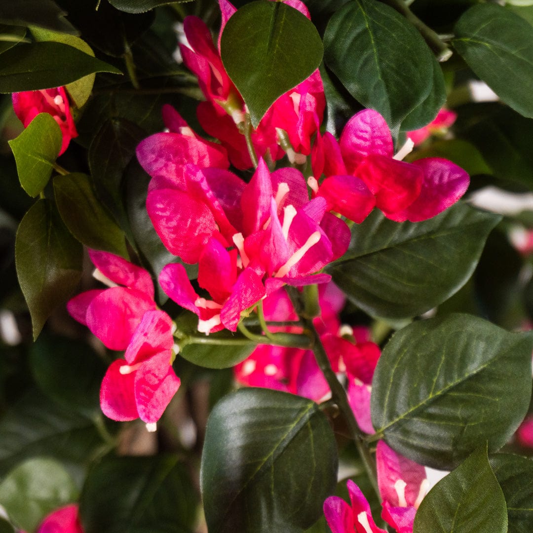 Bougainvillea Baum