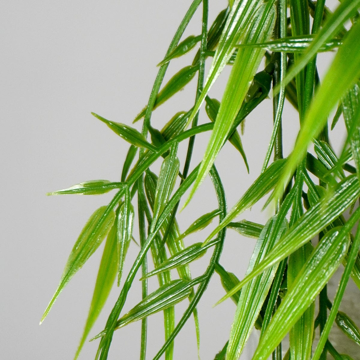 Hängender Bambus