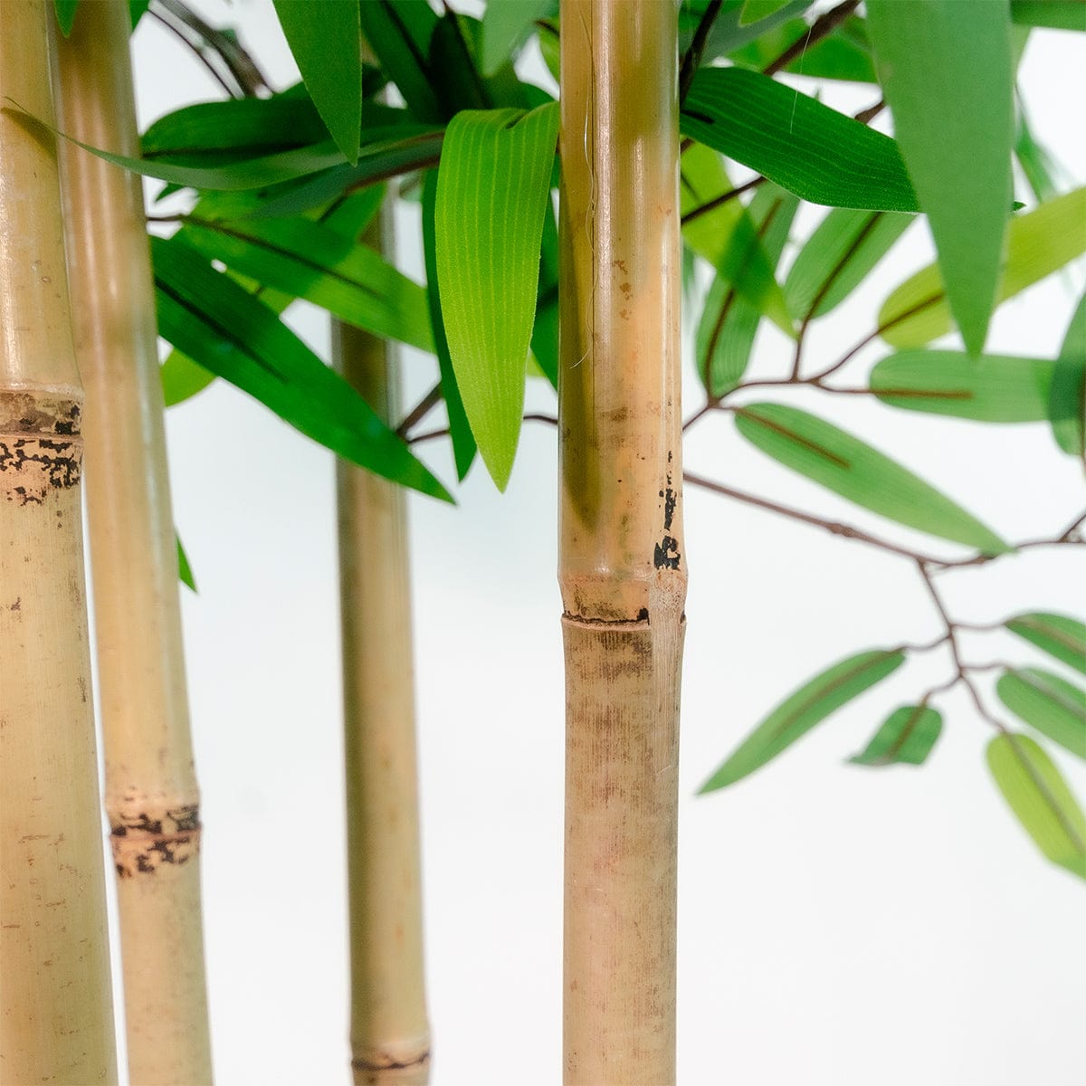 Bambus exklusiv