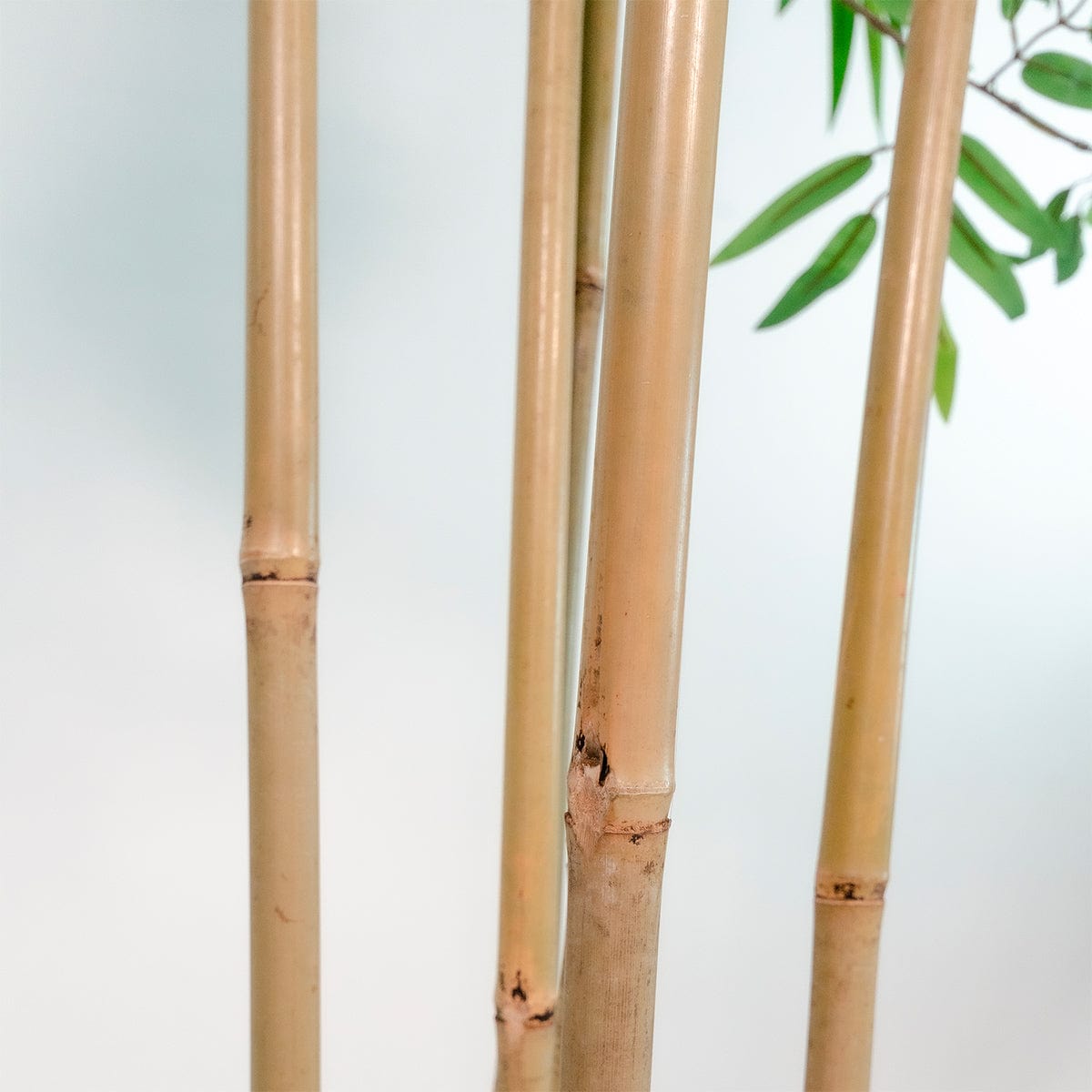 Exclusive Bamboo