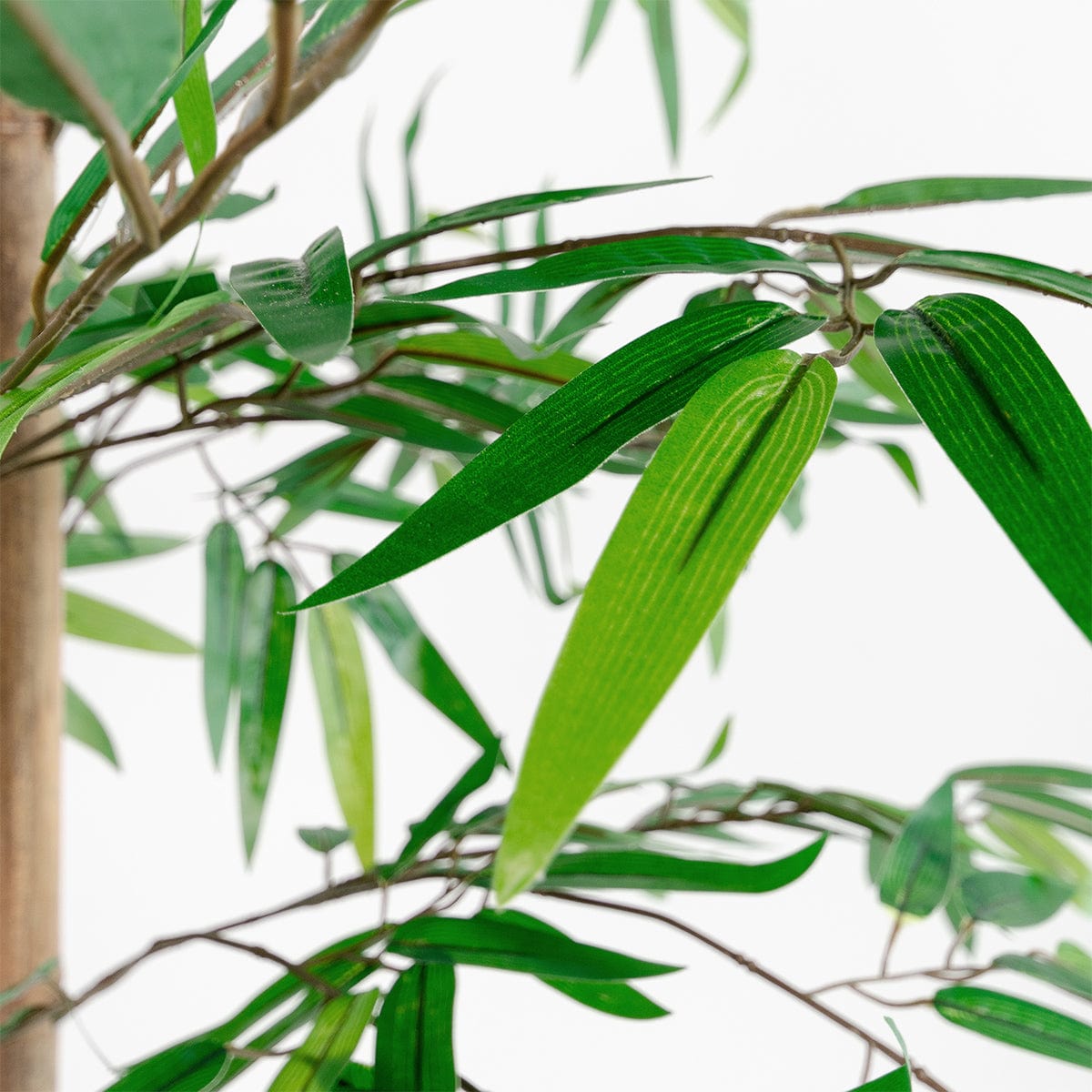 Bamboo Baum