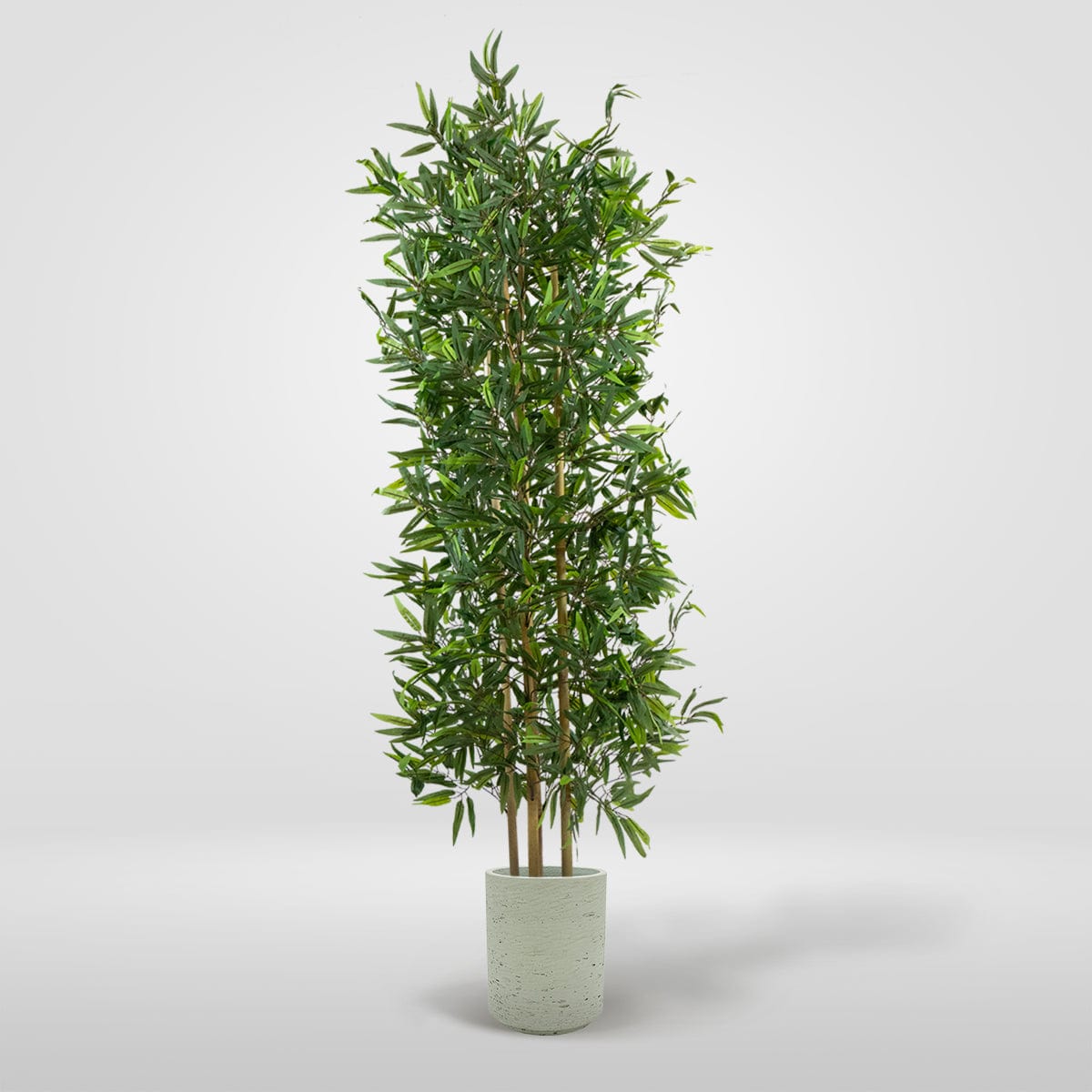 Japanese Bamboo