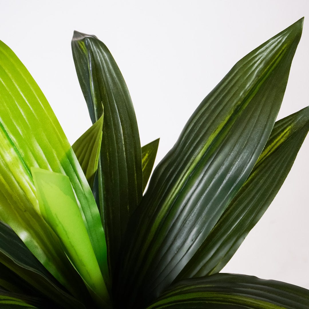 Tropical Dracaena