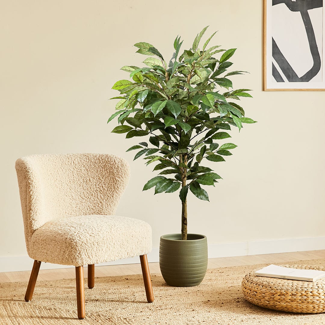 Albero del Caffè
