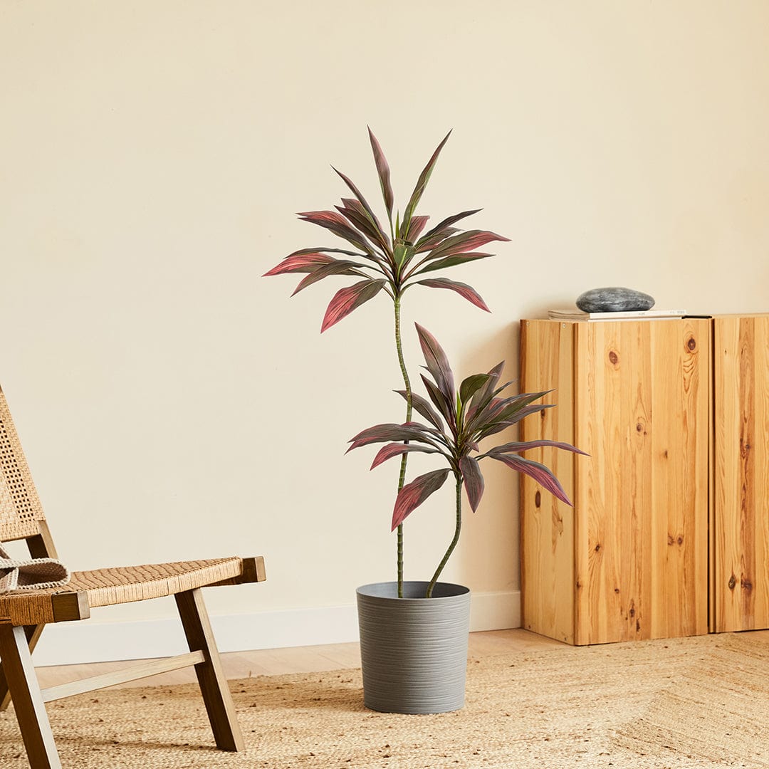 Rote Dracaena