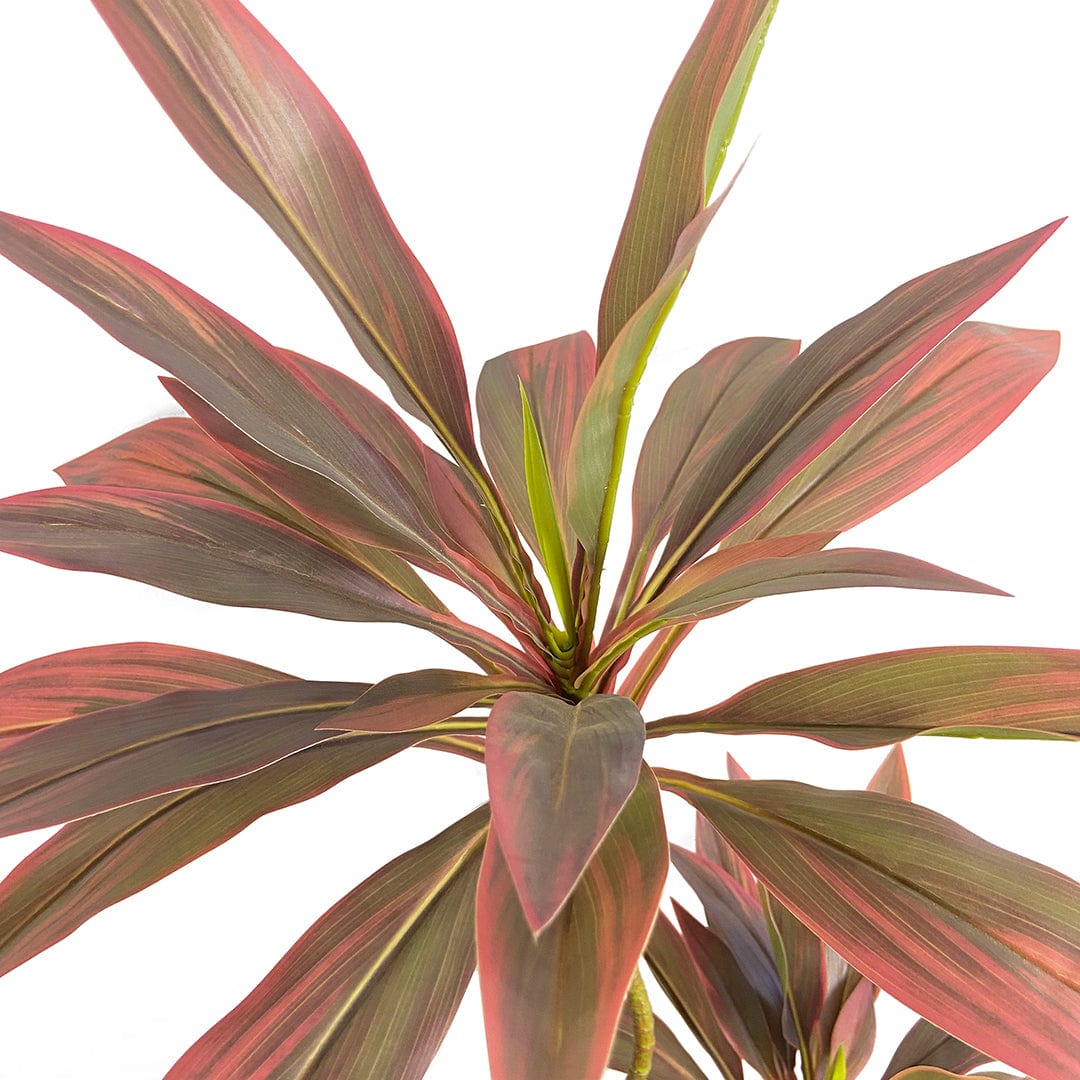 Red Dracaena