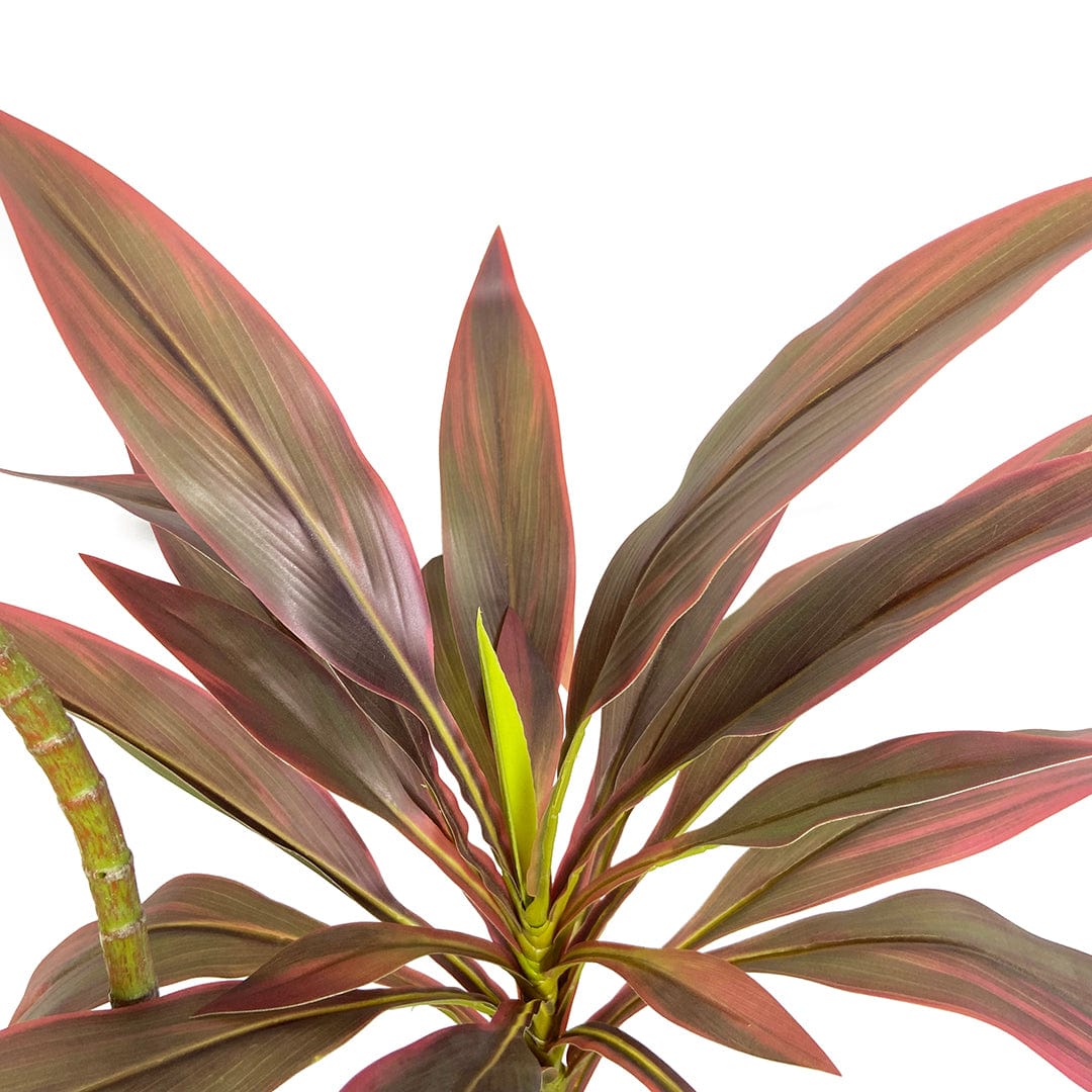 Red Dracaena