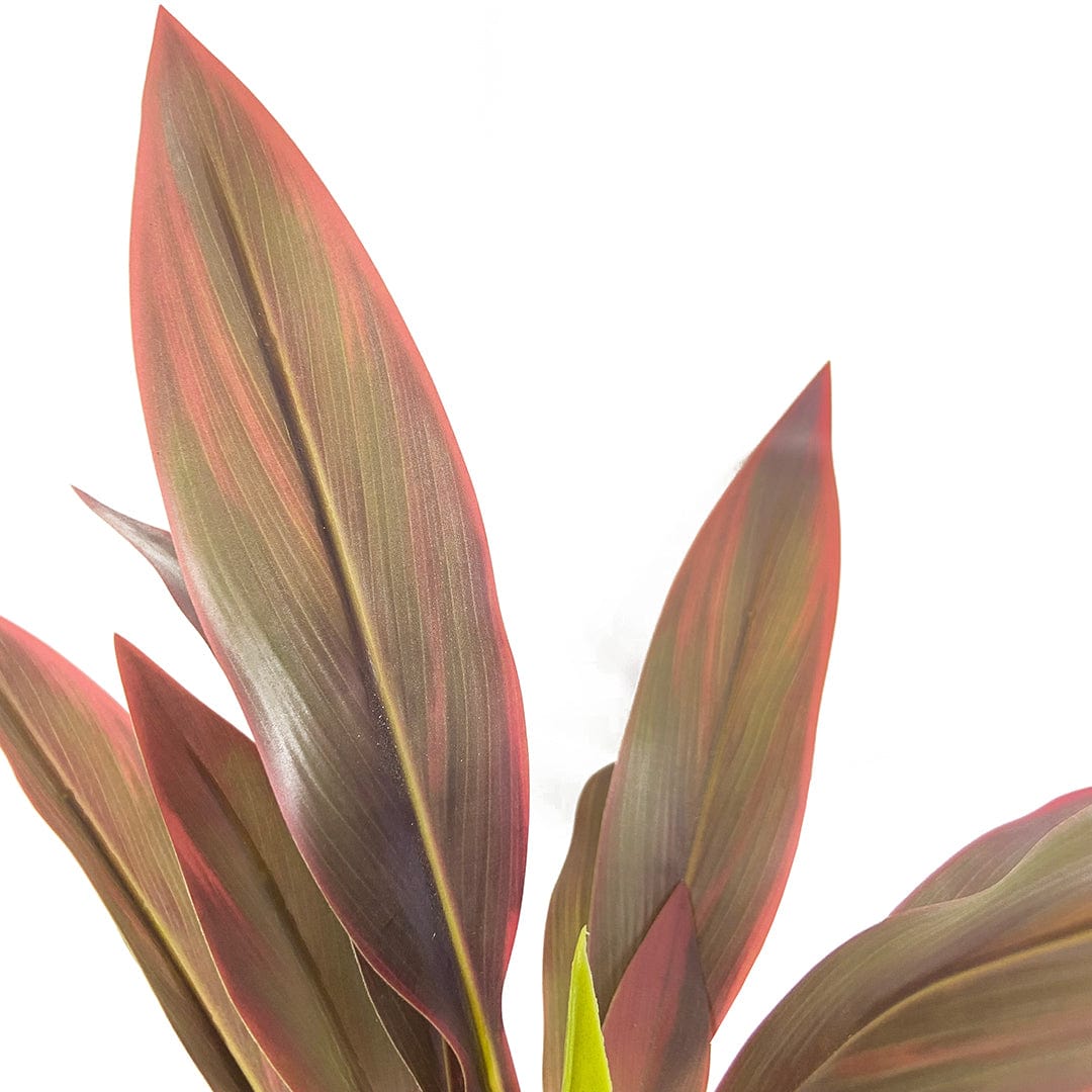 Red Dracaena