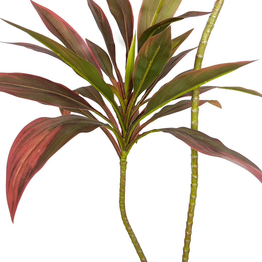 Red Dracaena