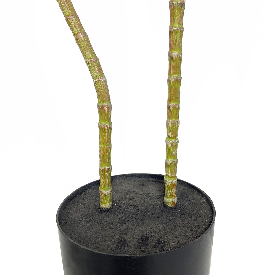 Red Dracaena