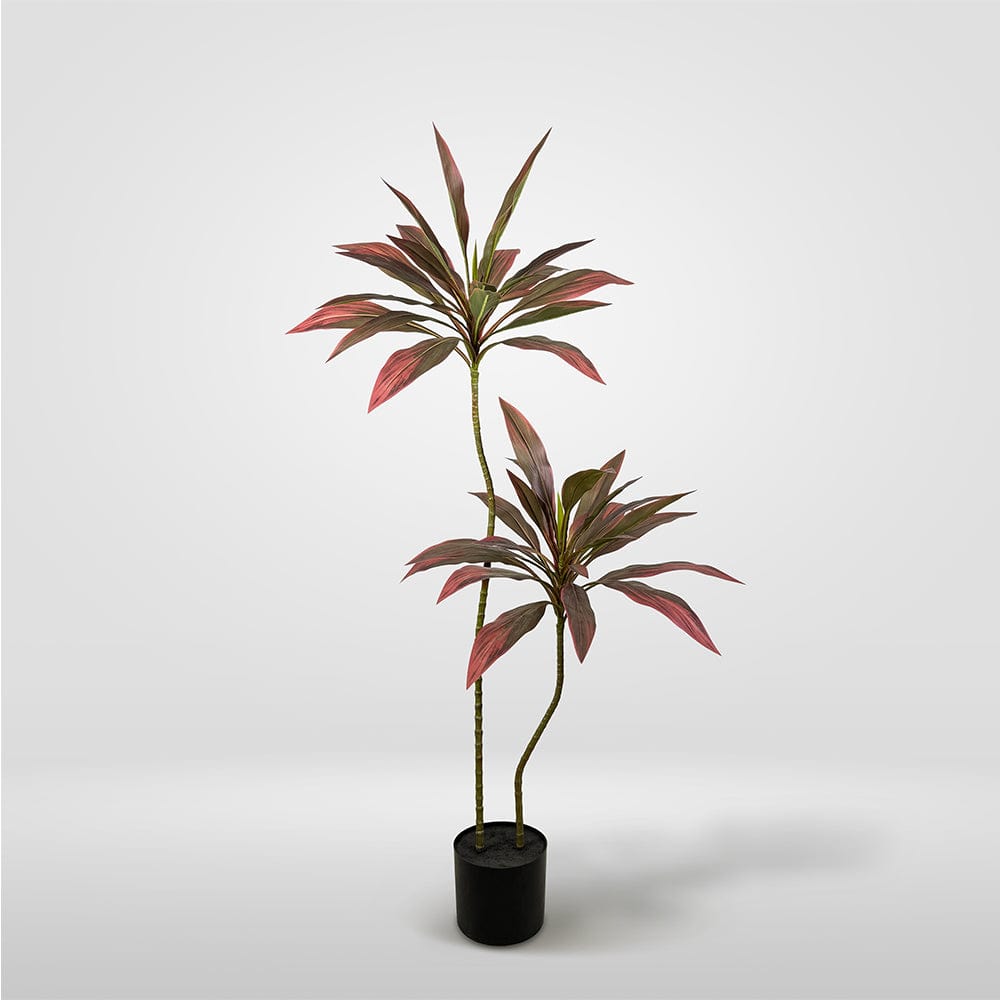 Red Dracaena