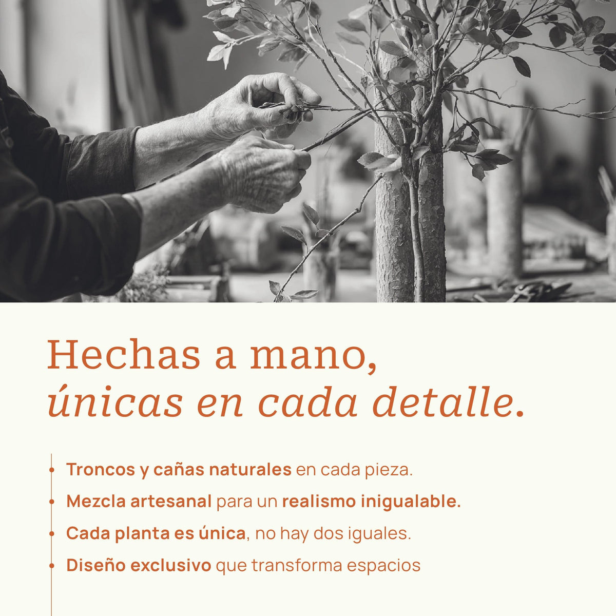 Helecho - extra 2