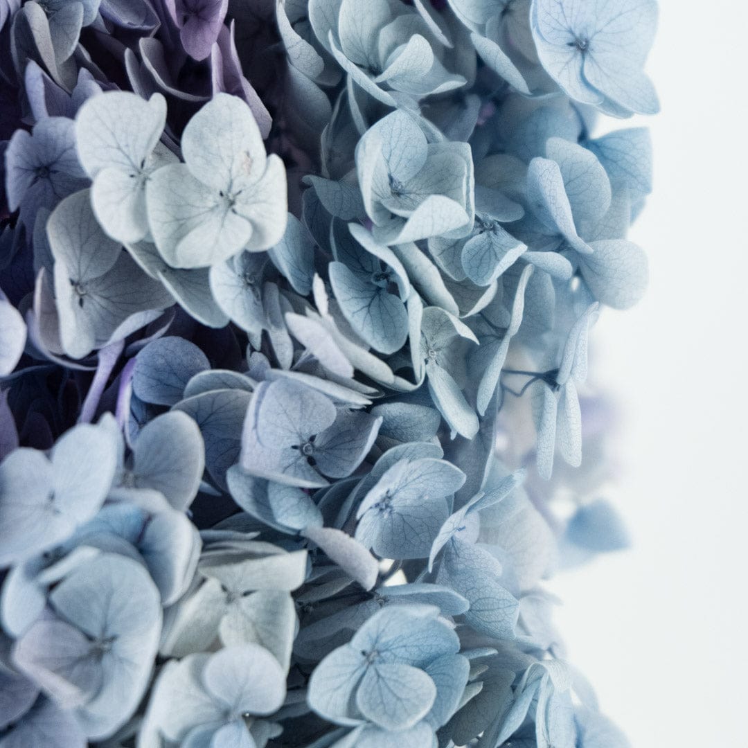 Mazzo di ortensia arcobaleno