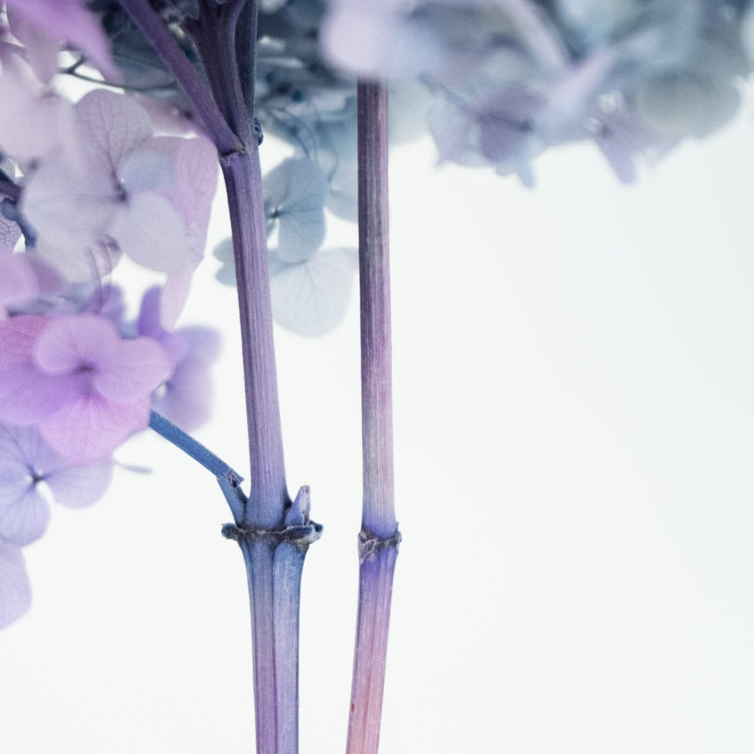 Mazzo di ortensia arcobaleno