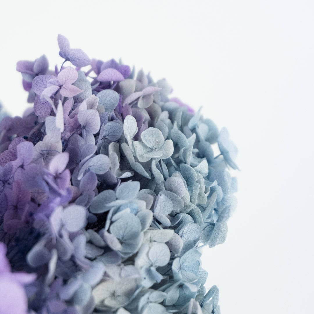 Mazzo di ortensia arcobaleno