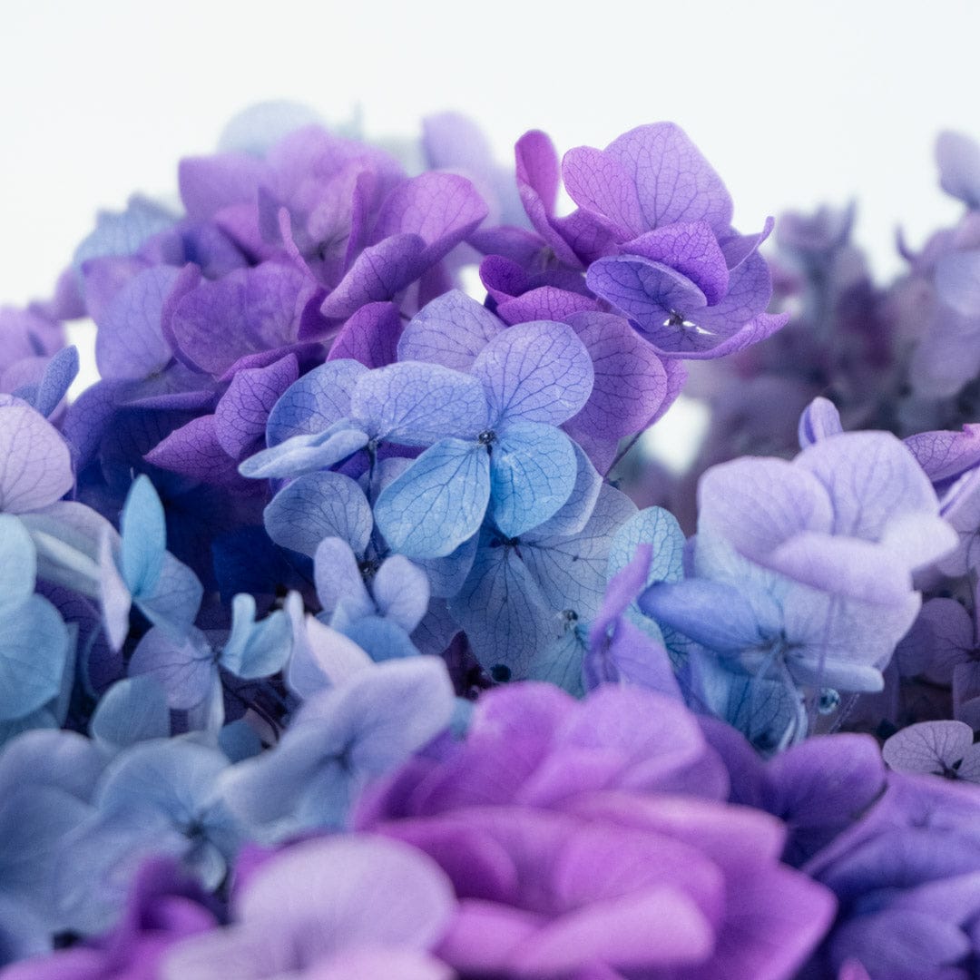 Mazzo di ortensia arcobaleno