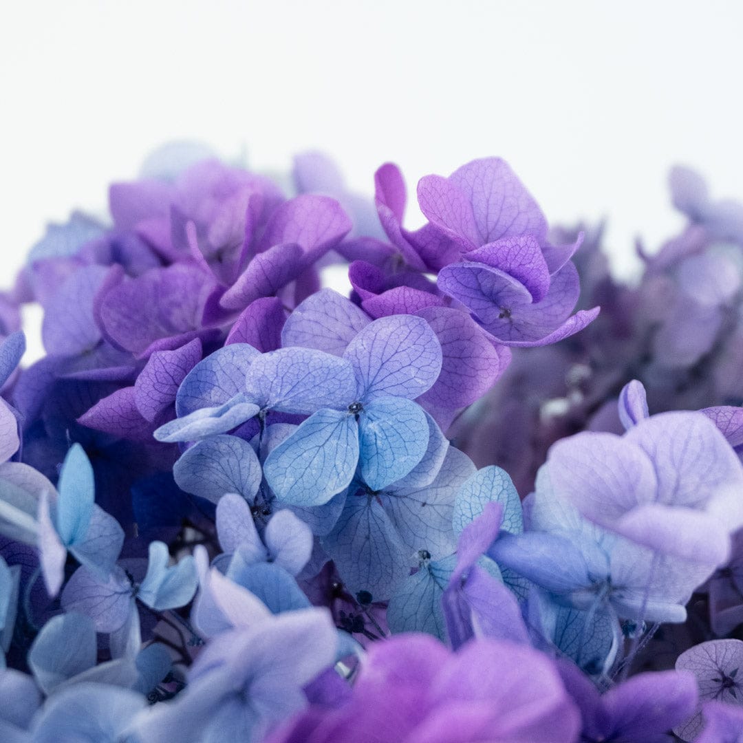 Mazzo di ortensia arcobaleno