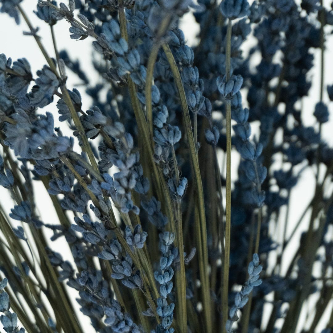 Mazzo di lavanda blu