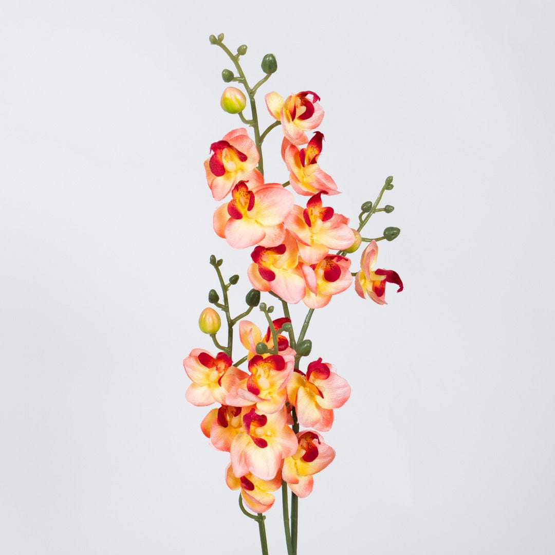 Single Orchidee Lachsfarben