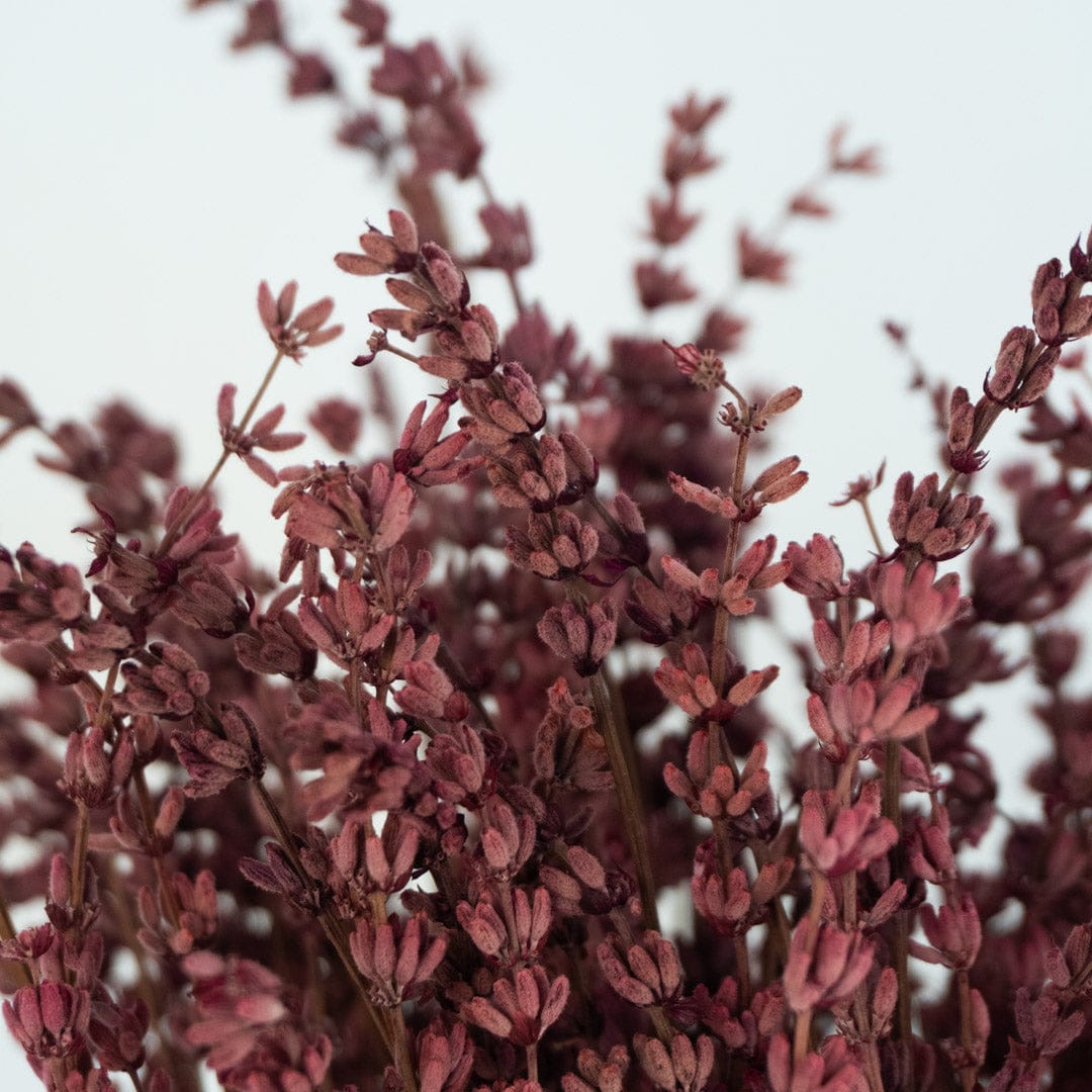 Mazzo di lavanda fucsia