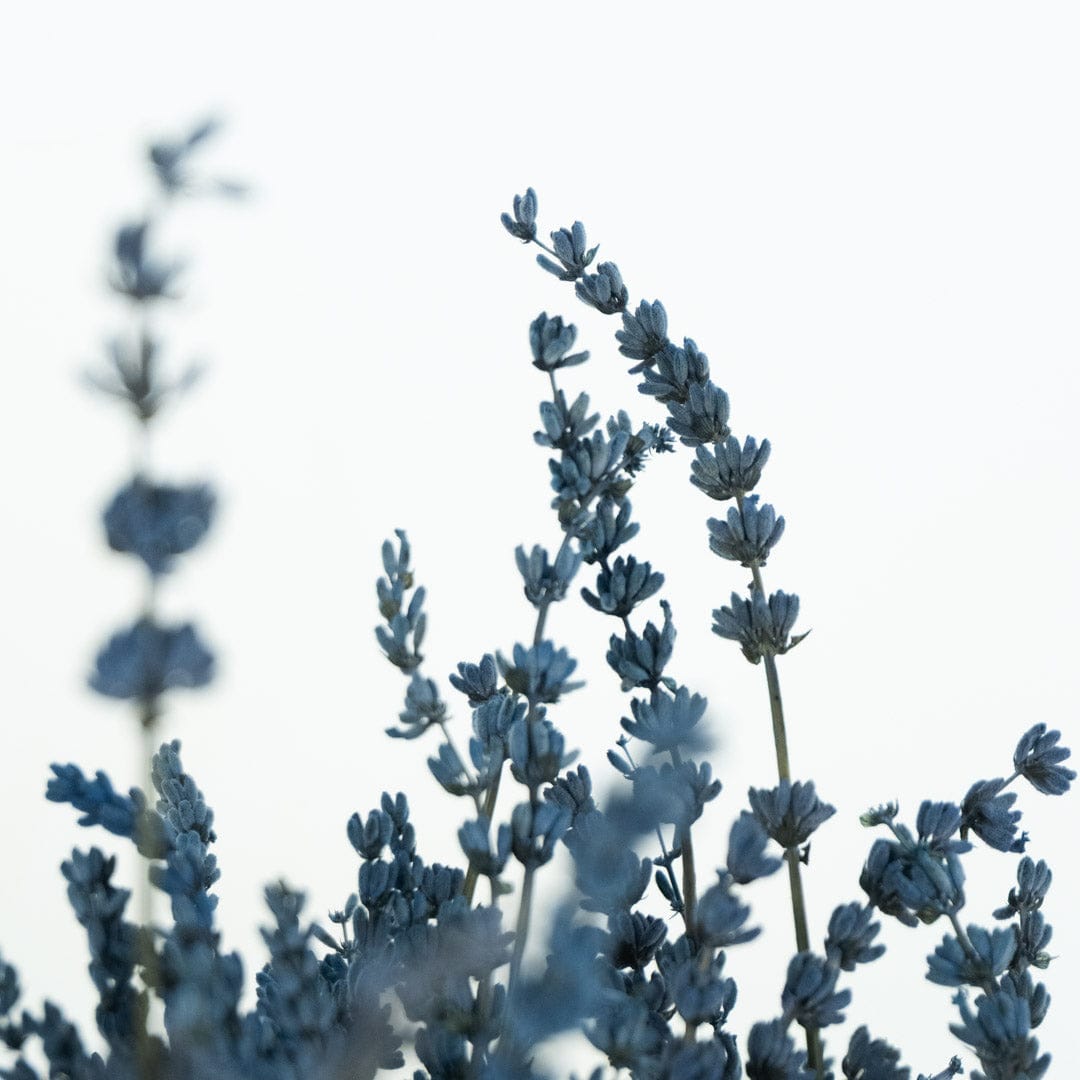 Mazzo di lavanda blu