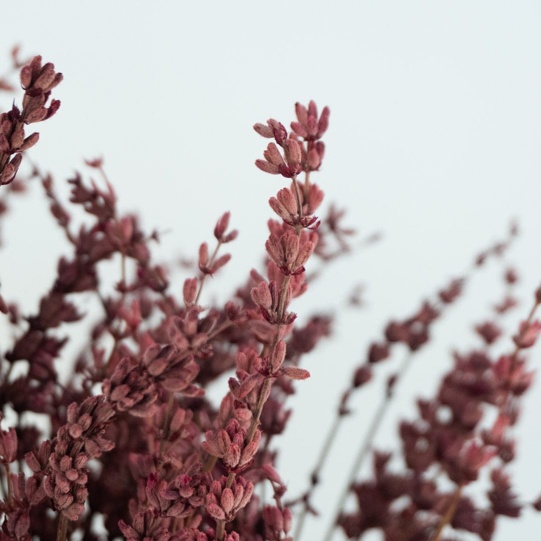 Mazzo di lavanda fucsia