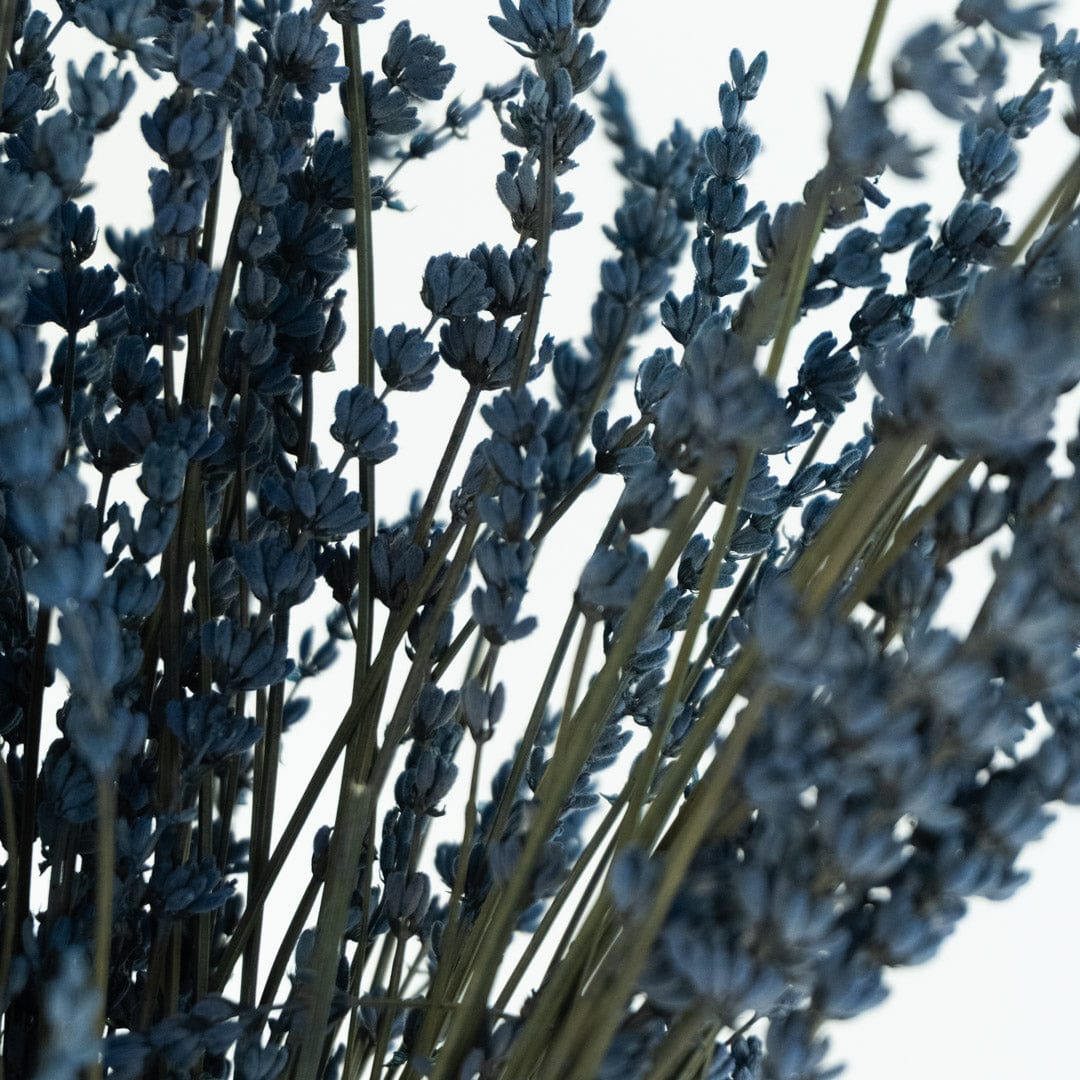 Mazzo di lavanda blu