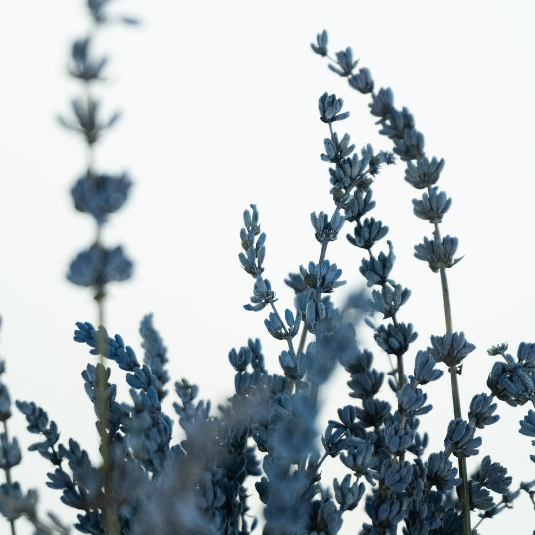 Mazzo di lavanda blu