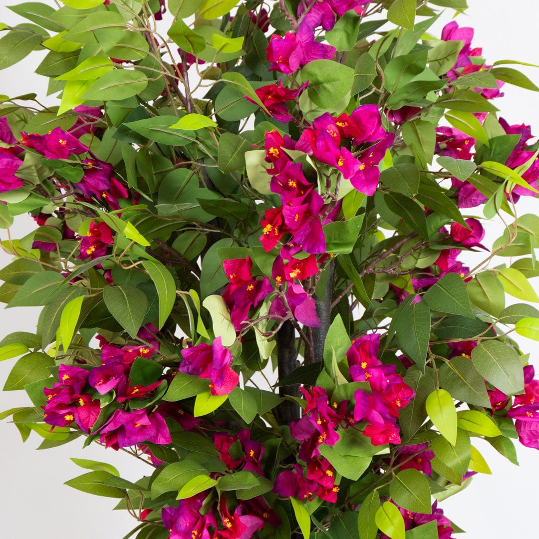 Wild Ficus Bougainvillea