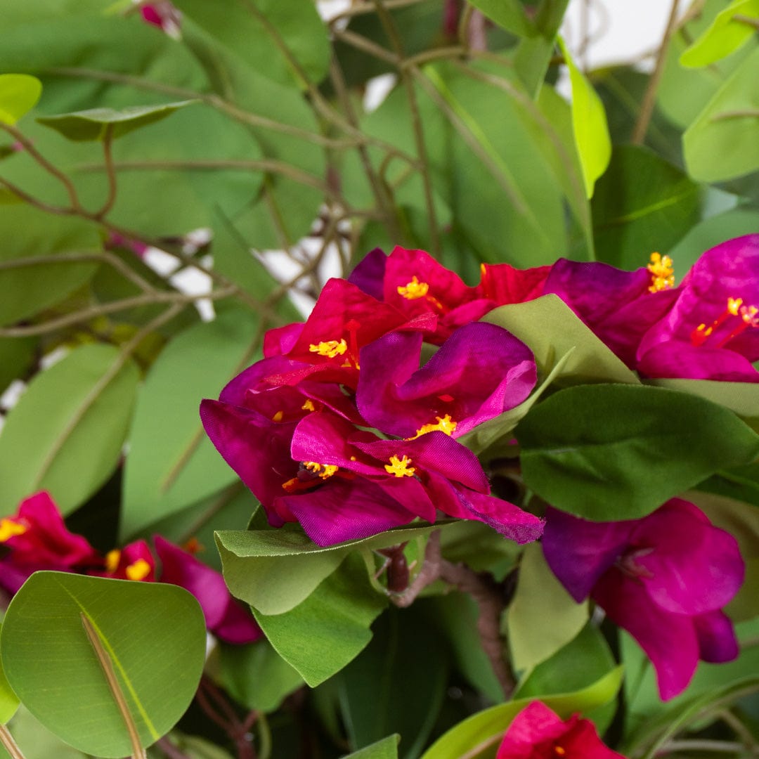 Wild Ficus Bougainvillea