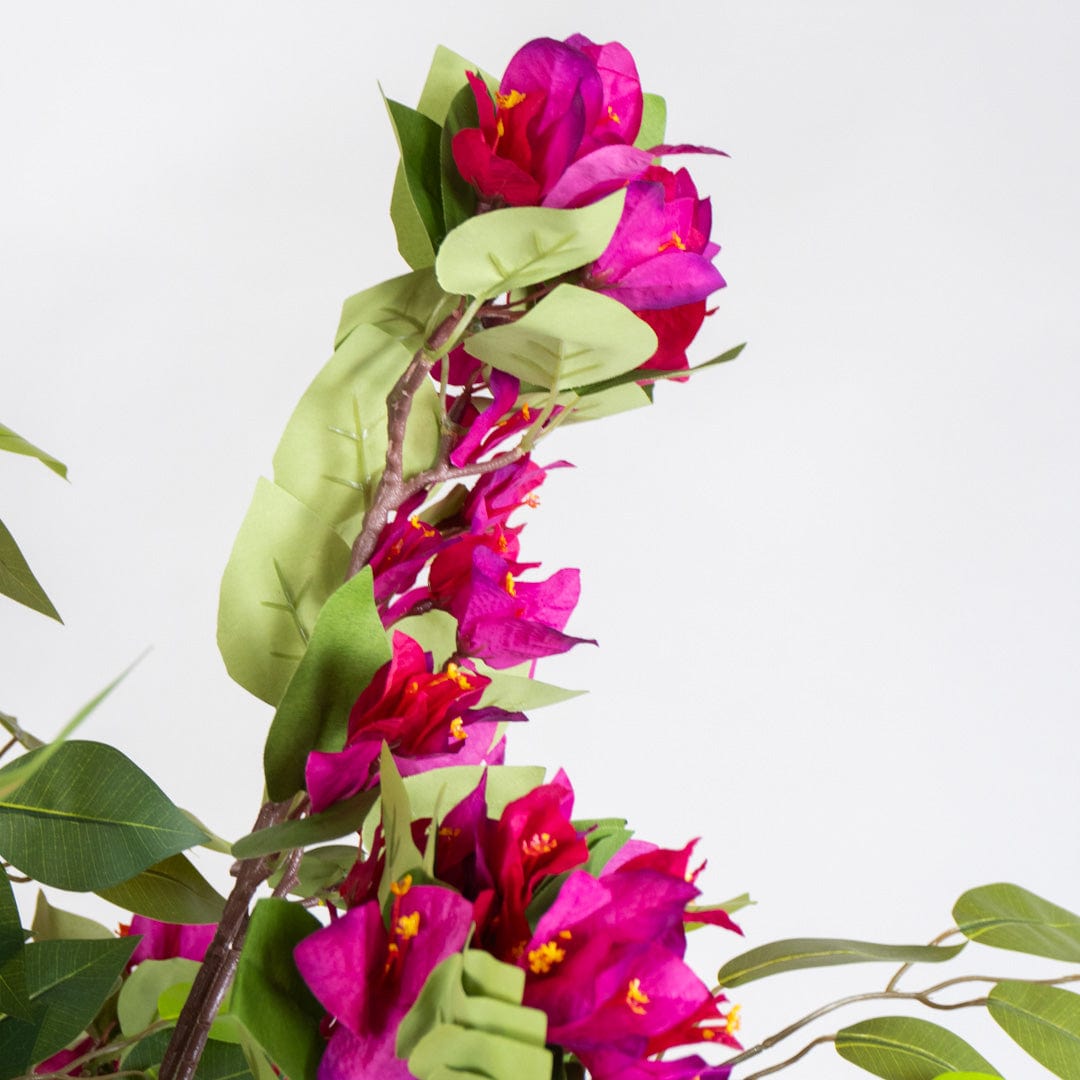 Wild Ficus Bougainvillea