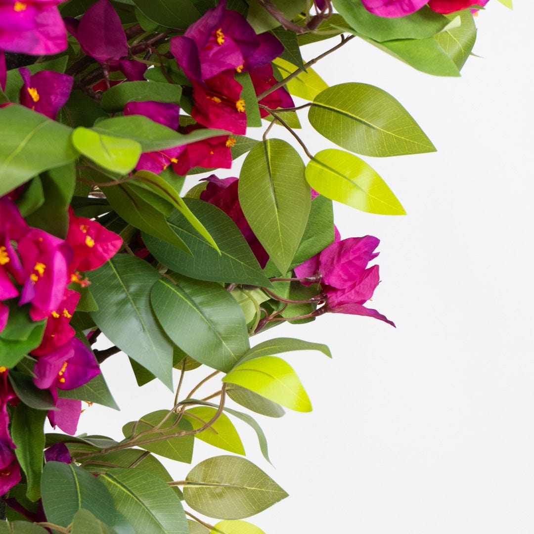 Wild Ficus Bougainvillea