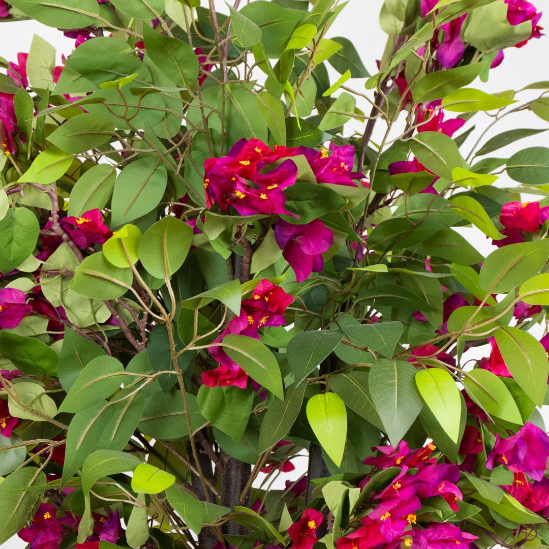 Wild Ficus Bougainvillea