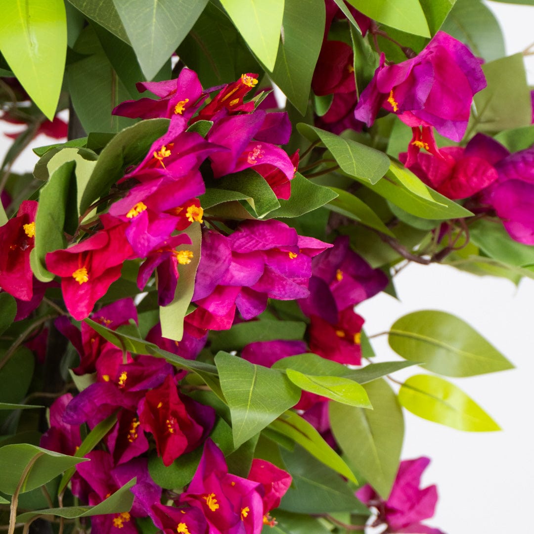 Wild Ficus Bougainvillea