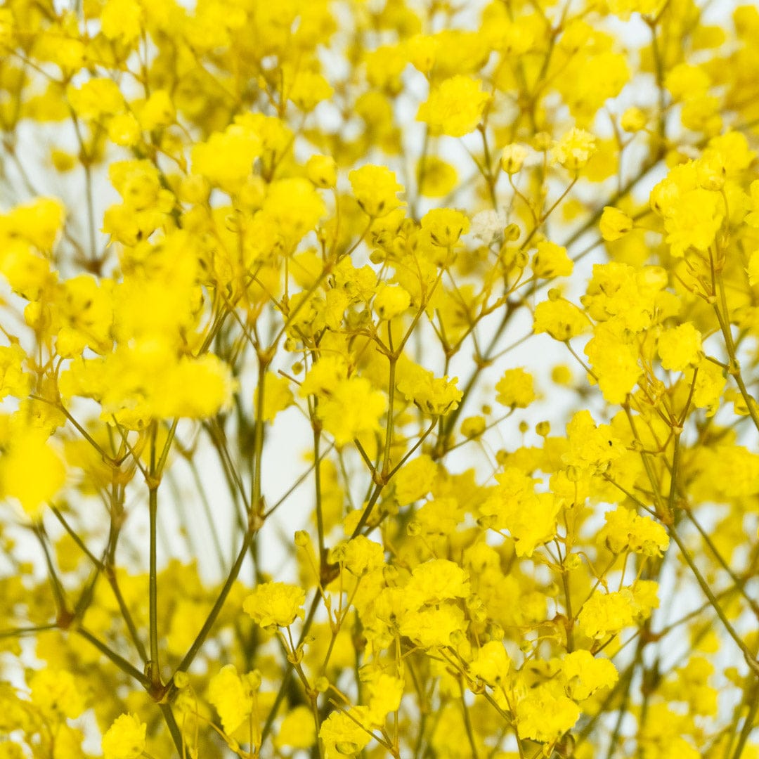 Mazzo di gypsophila gialla